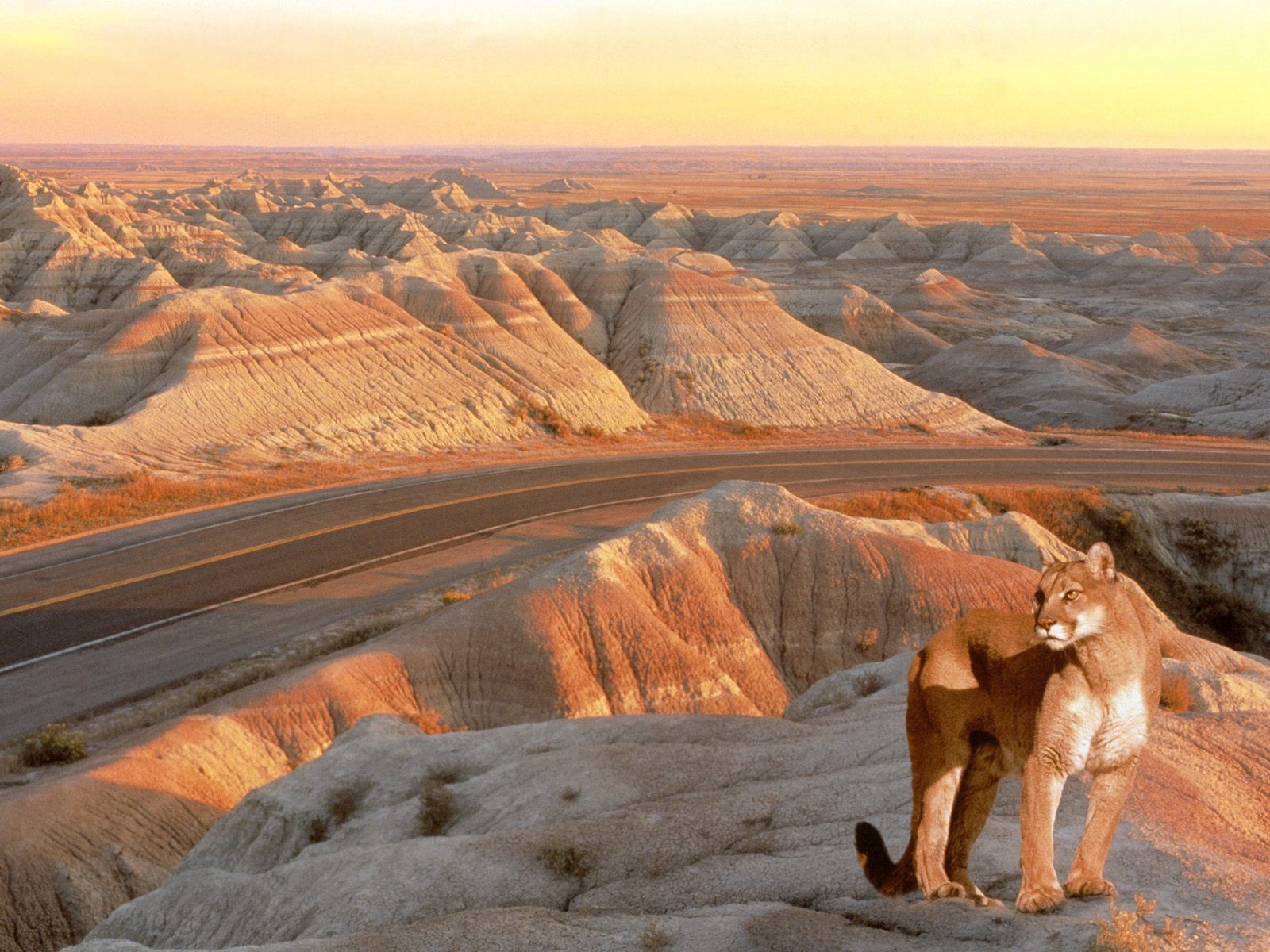 General 1600x1200 animals feline nature pumas landscape desert mammals big cats road