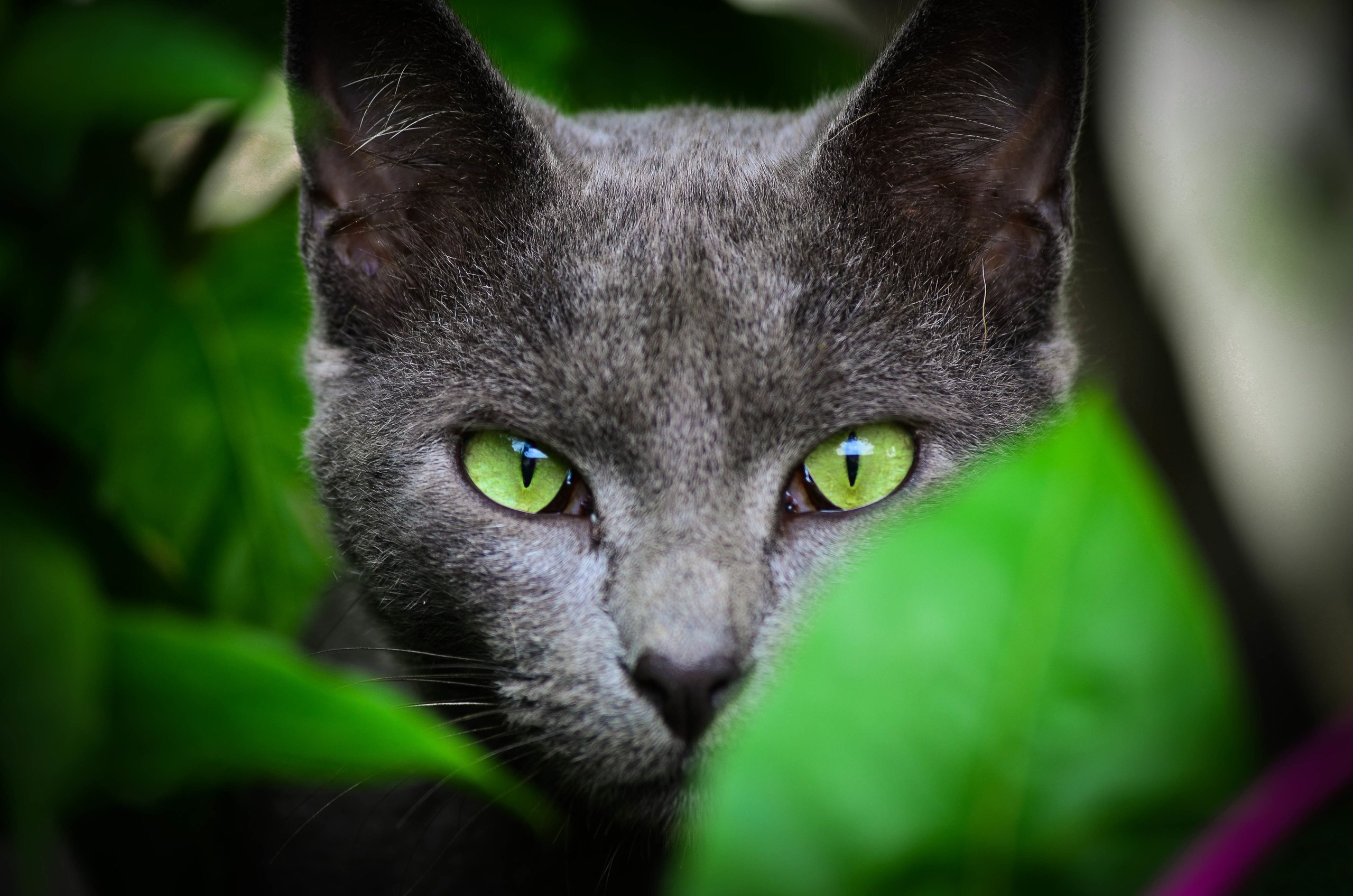 General 2560x1696 animals face cats leaves green eyes looking at viewer closeup cat eyes whiskers fur depth of field