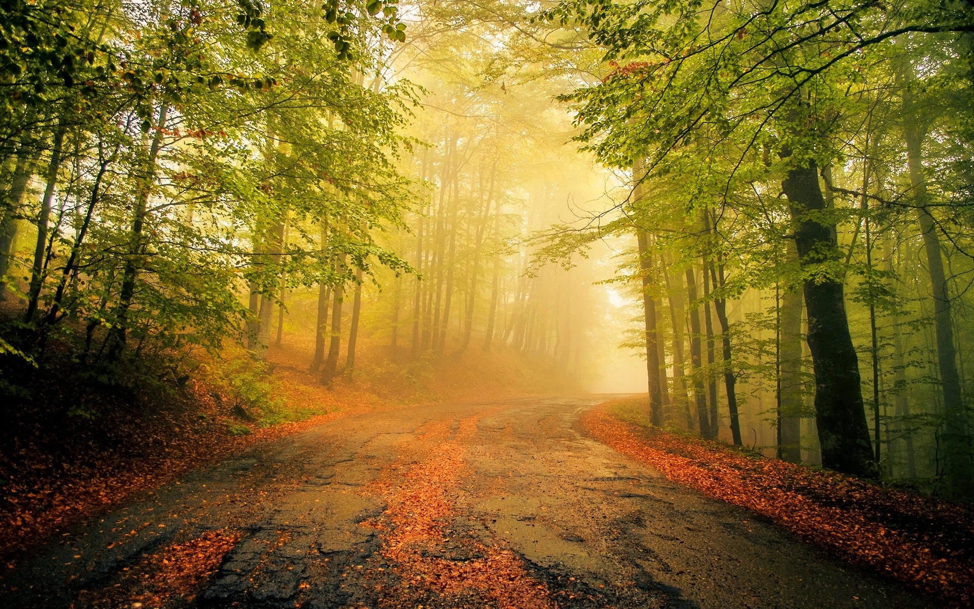 General 1920x1200 nature mist old road leaves forest morning trees calm yellow