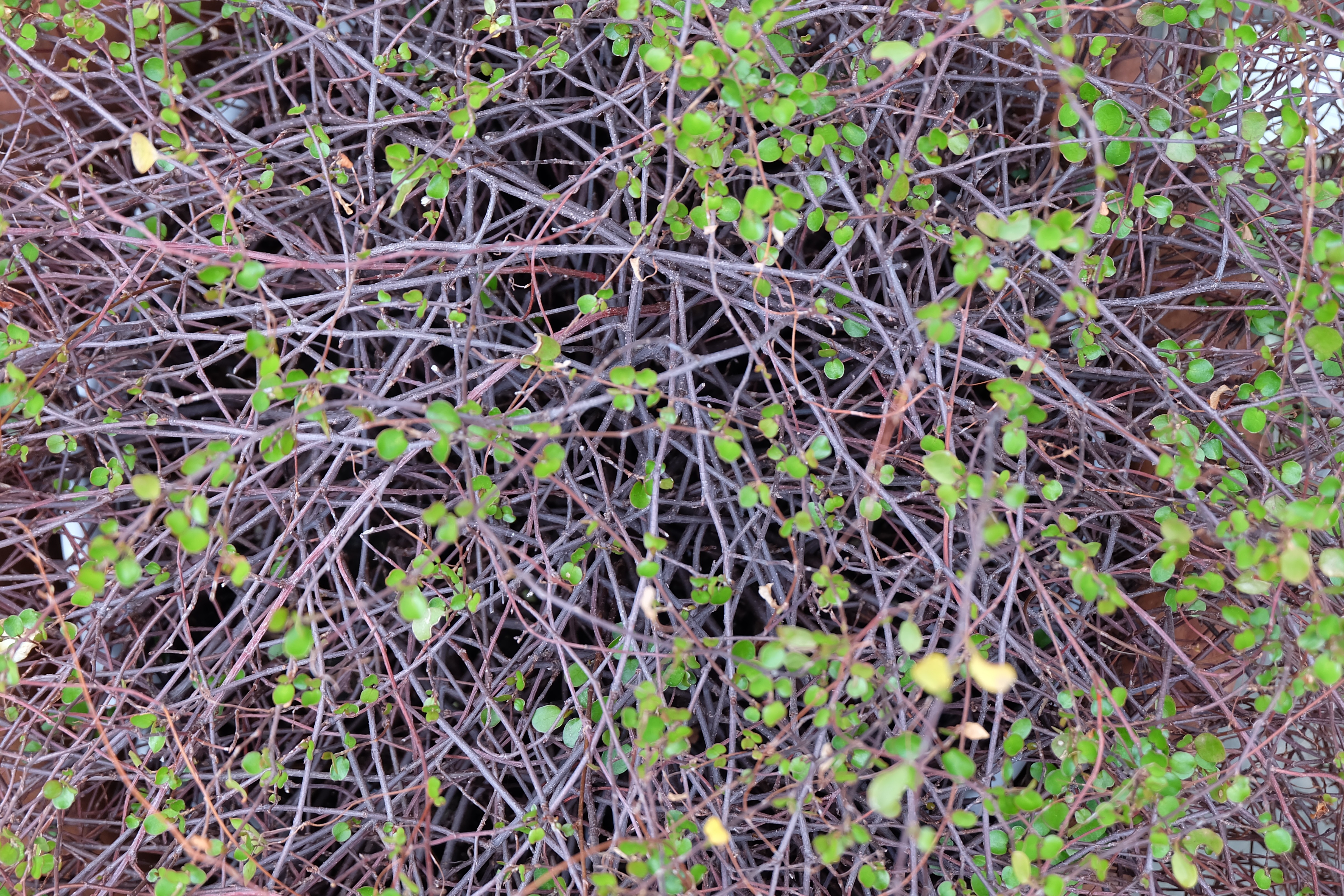 General 4896x3264 leaves plants twigs closeup