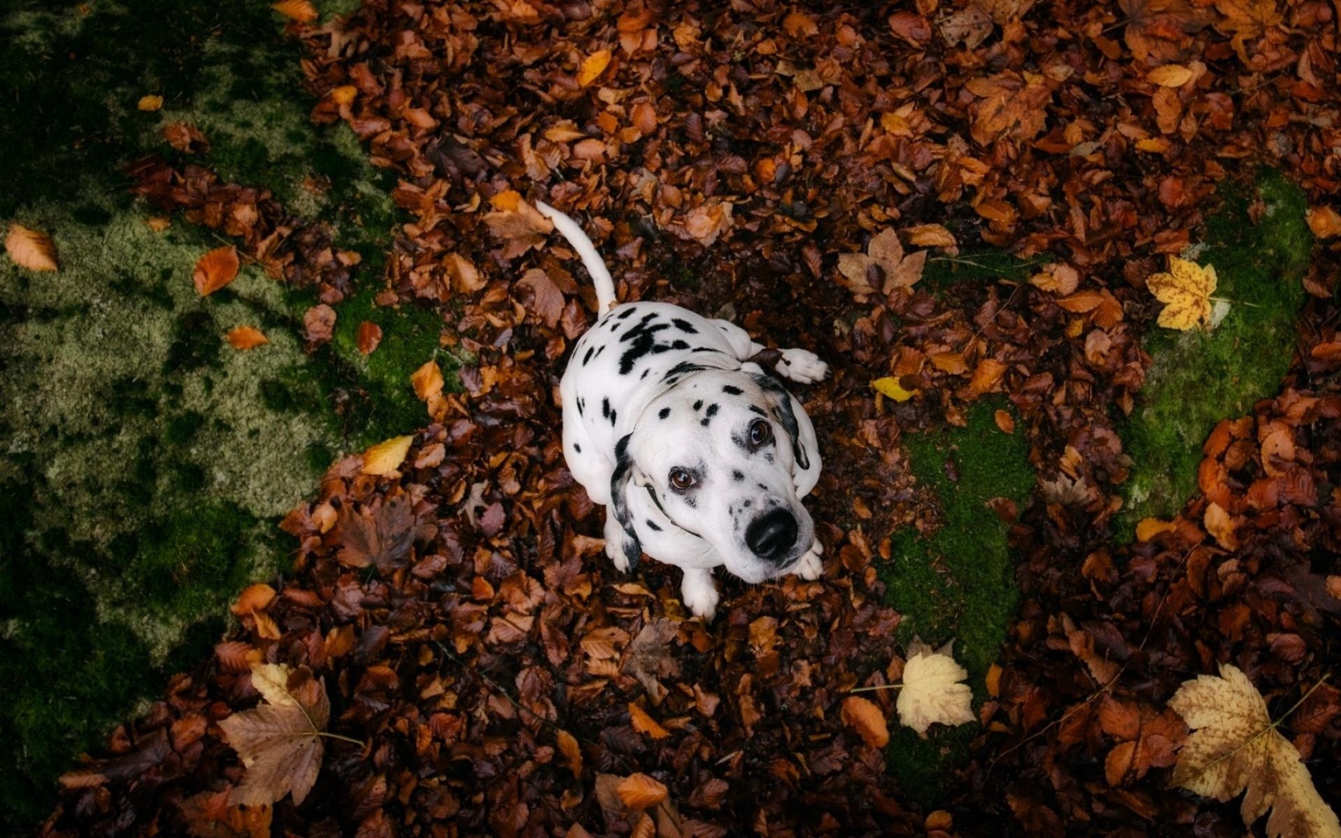 General 1920x1200 animals nature dog Dalmatian looking up mammals fallen leaves outdoors