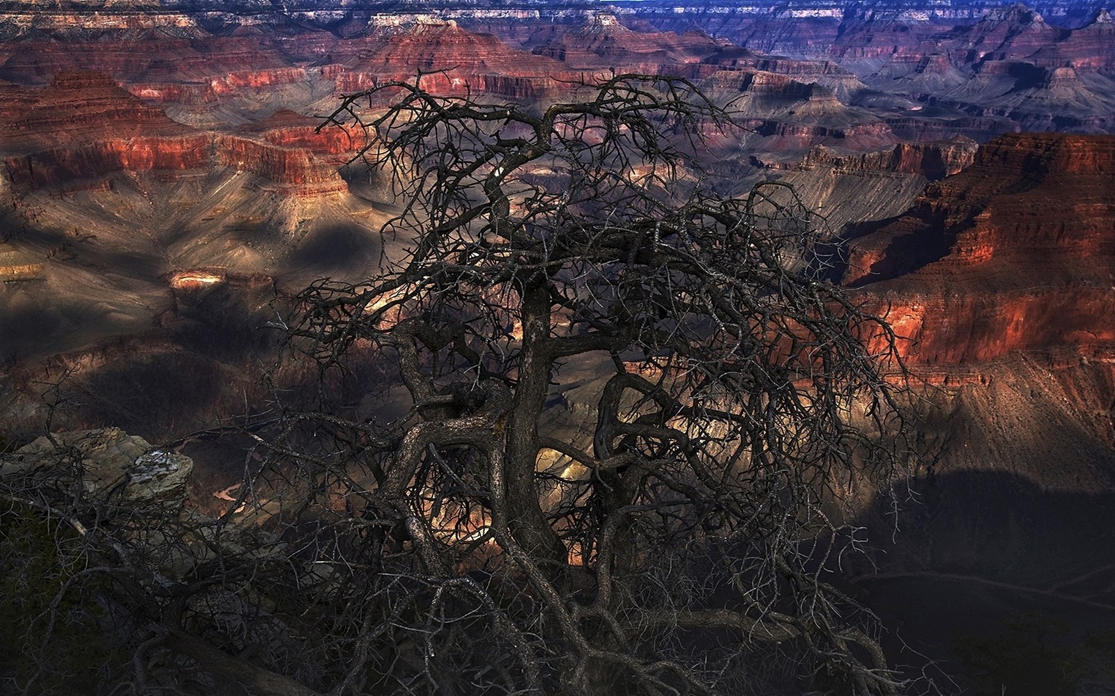 General 1600x1000 nature landscape Grand Canyon dead trees erosion USA rocks trees outdoors
