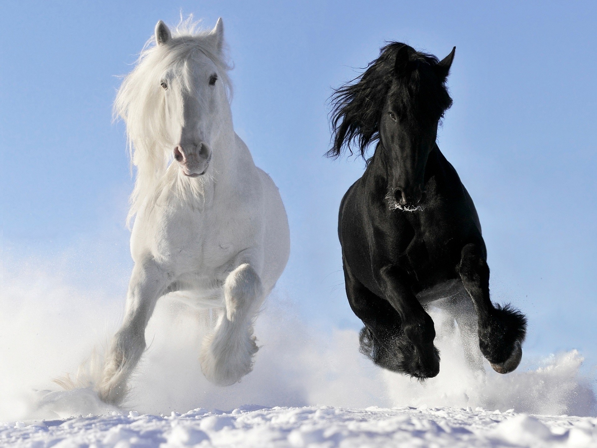 General 1920x1440 nature horse snow black clear sky white blue frontal view mammals winter cold outdoors animals