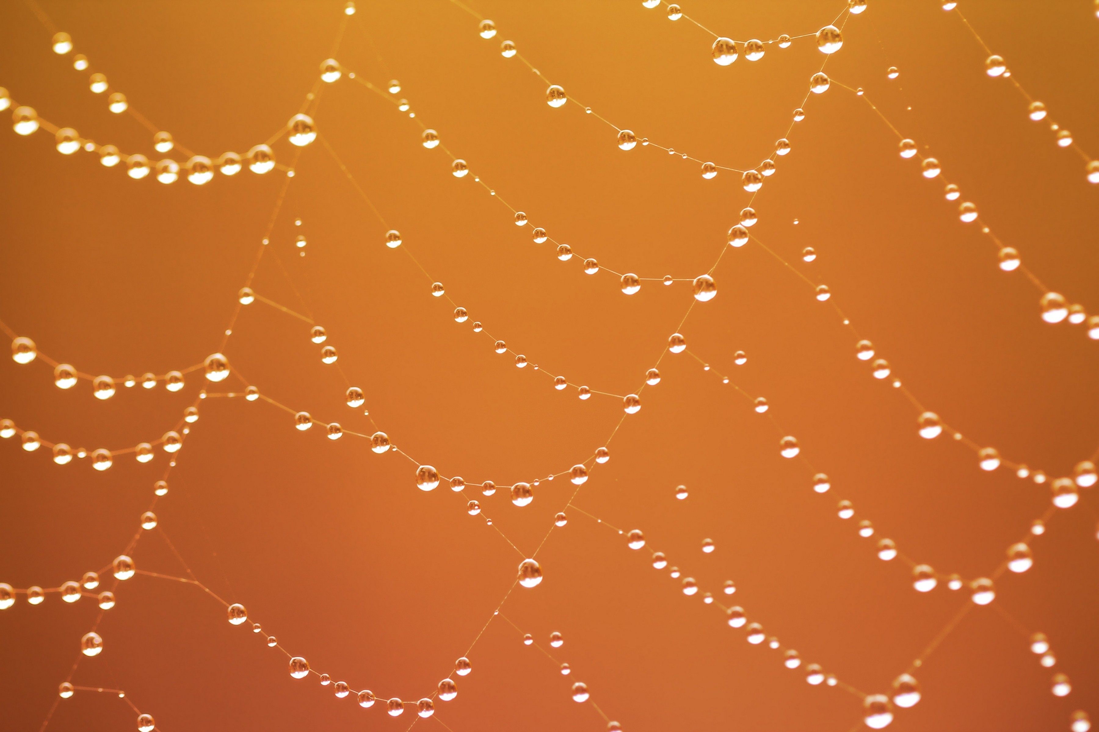 General 3600x2400 macro nets water drops orange spiderwebs nature orange background