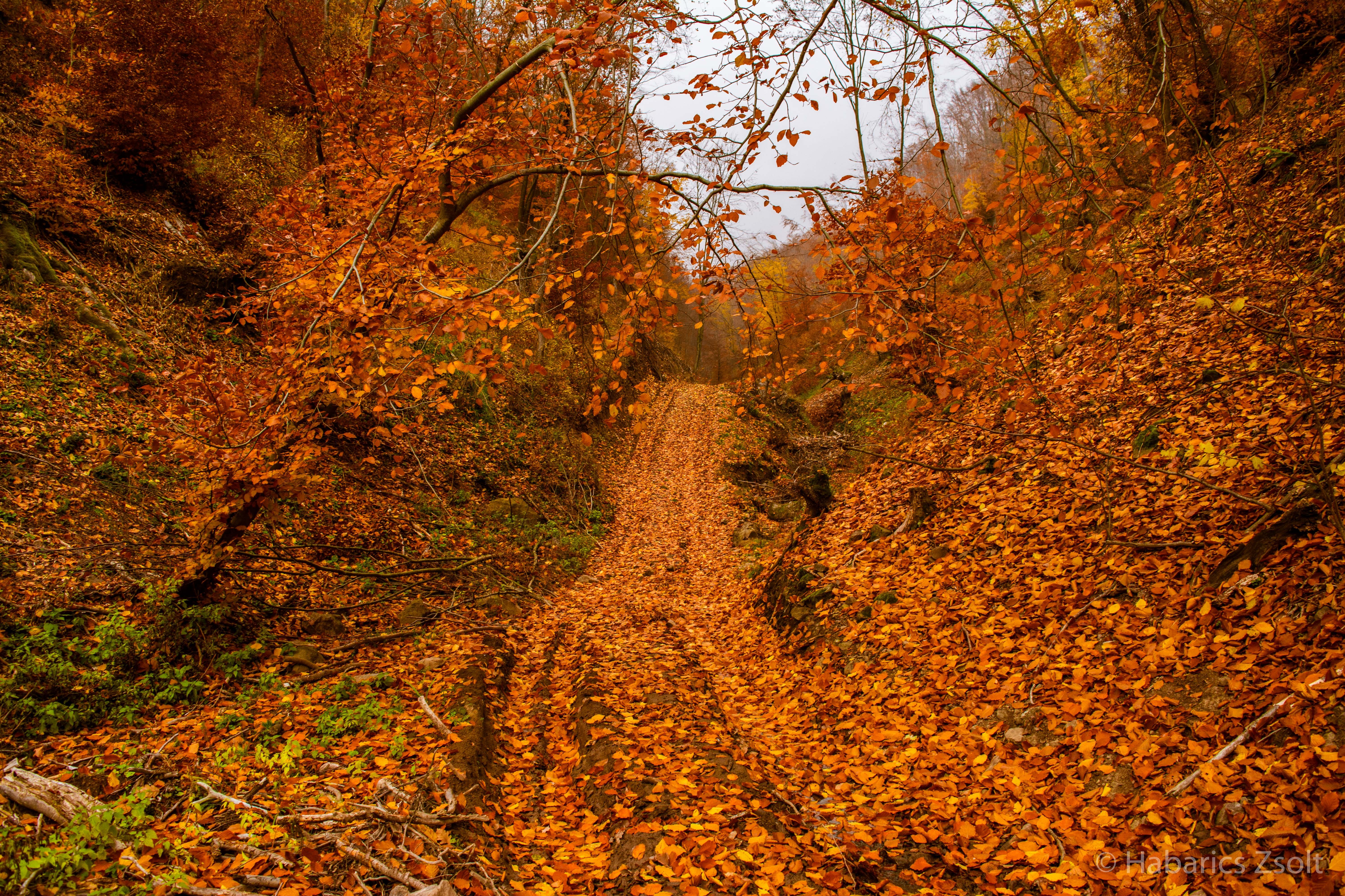 General 6000x4000 forest trees fall leaves nature path fallen leaves plants