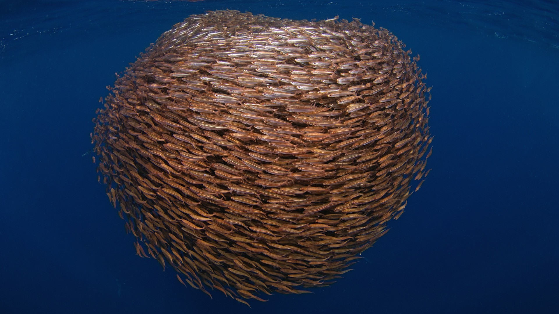 General 1920x1080 fish animals underwater Fish Swarm