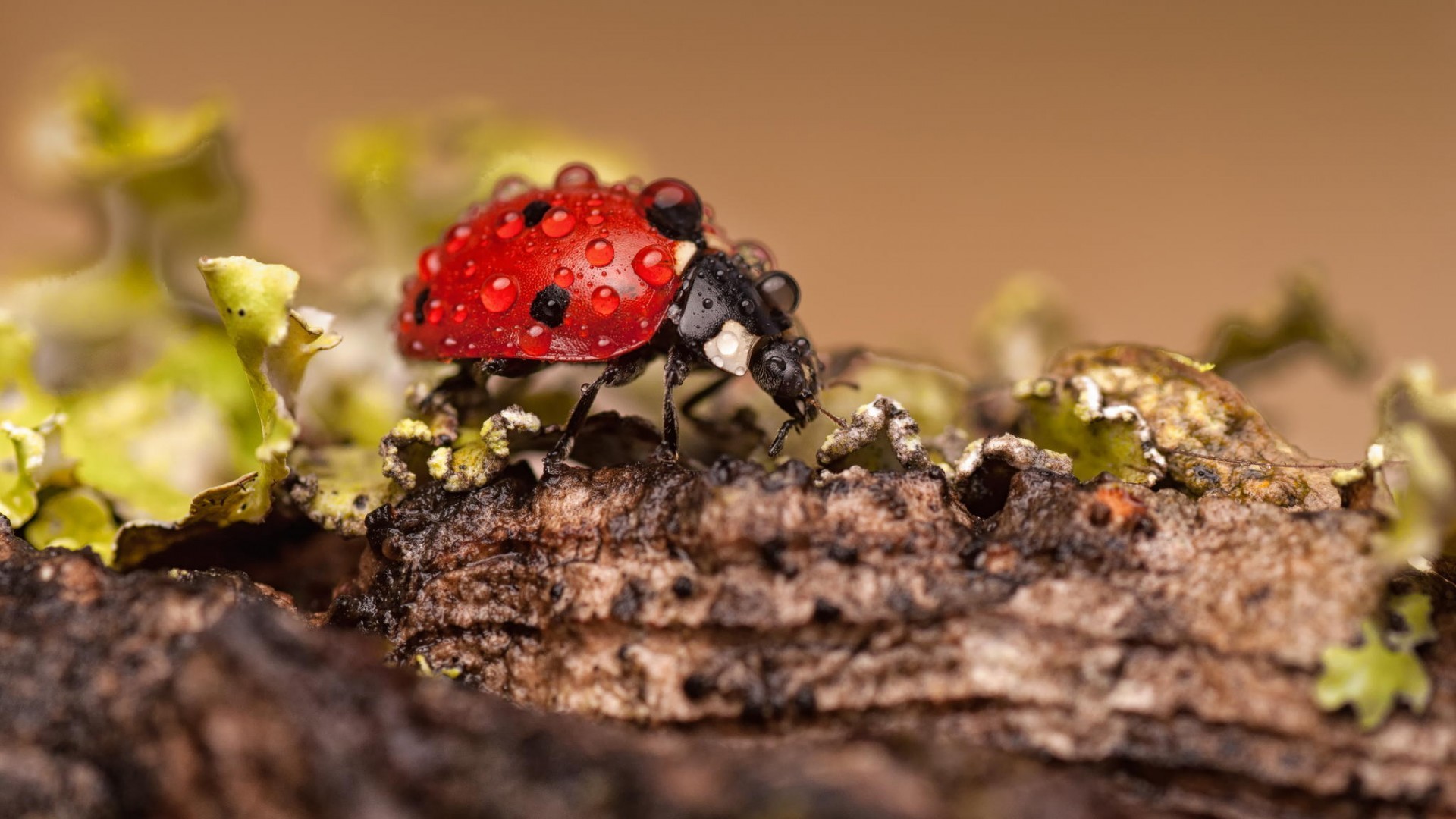General 1920x1080 ladybugs macro insect water drops animals closeup