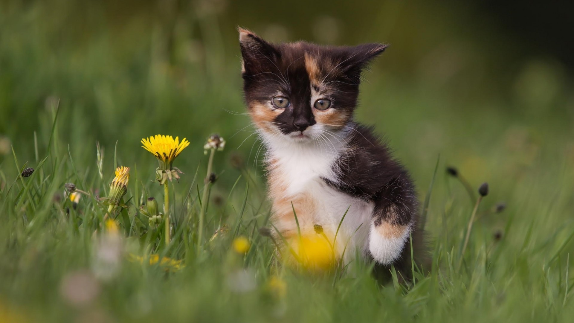 General 1920x1080 kittens cats animals baby animals yellow flowers mammals plants outdoors