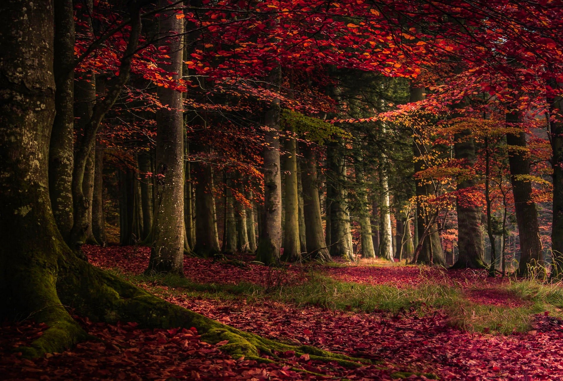 General 1920x1300 nature forest fall leaves trees roots grass red moss fallen leaves outdoors