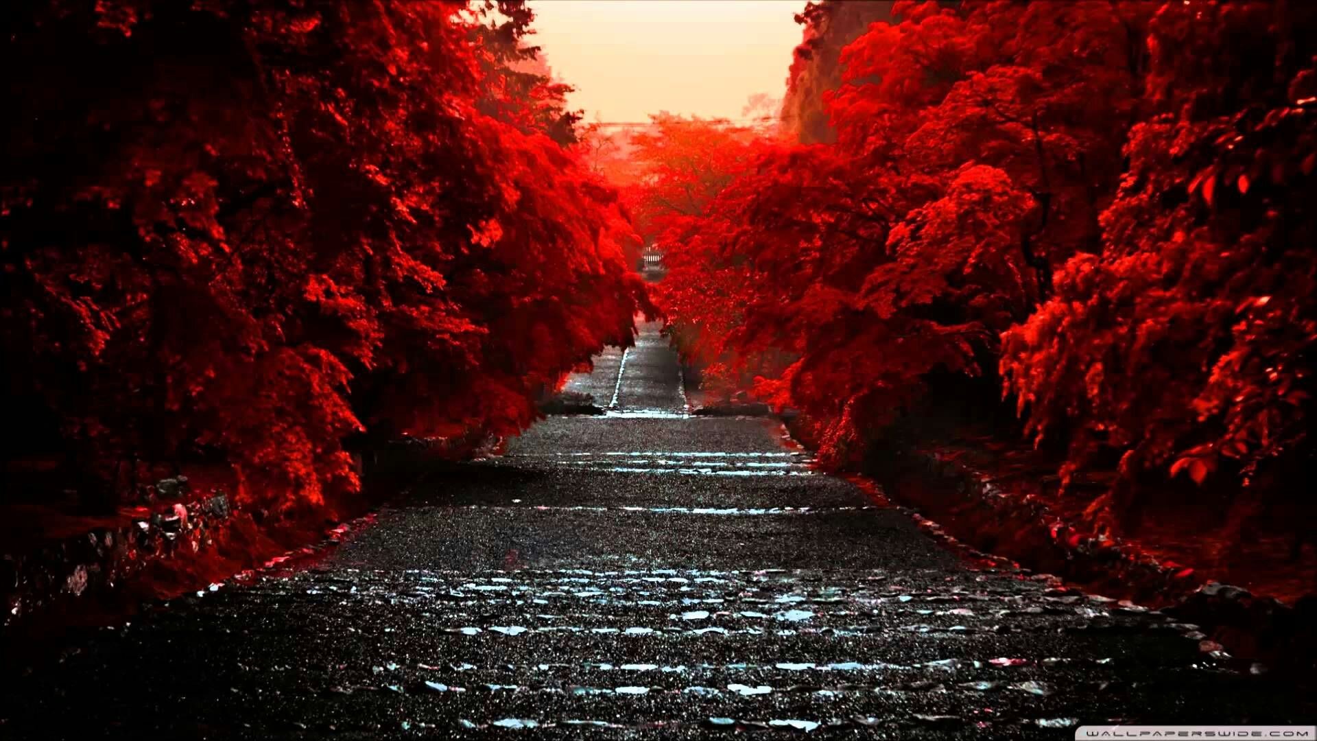 General 1920x1080 path red plants outdoors