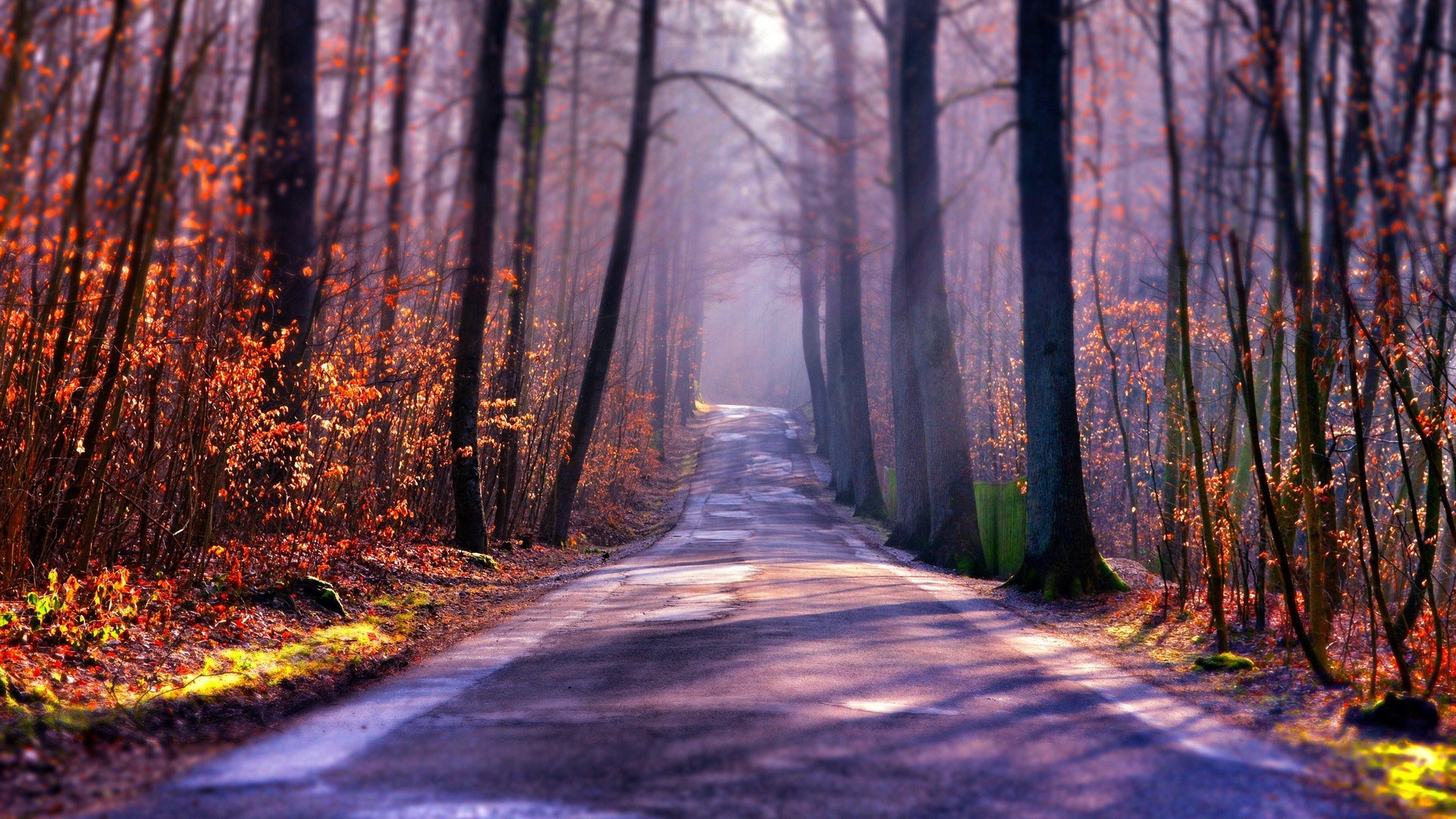 General 1920x1080 nature trees forest branch fall leaves road plants shadow sunlight depth of field tilt shift