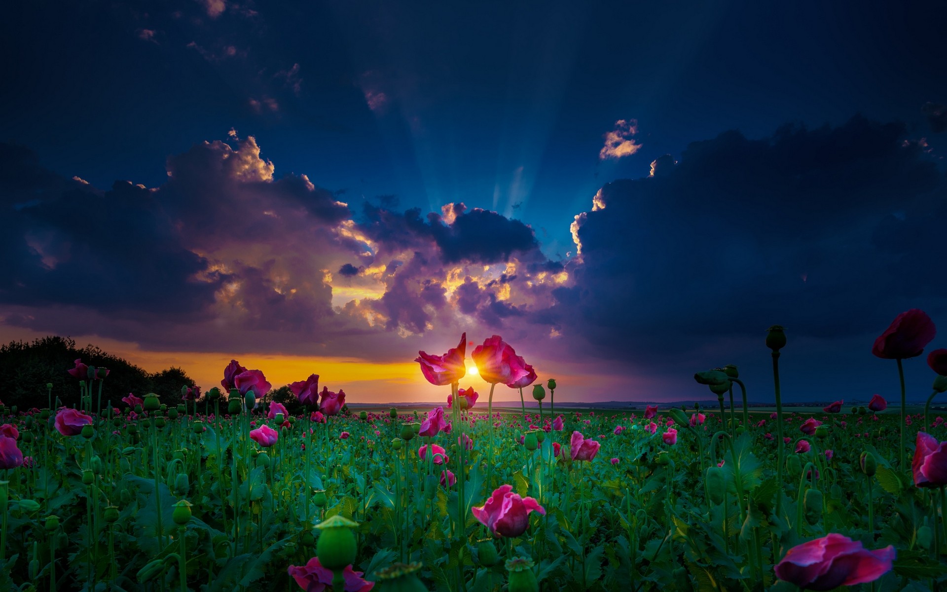 General 1920x1200 nature landscape sun rays sunset spring flowers clouds green magenta field yellow plants low light