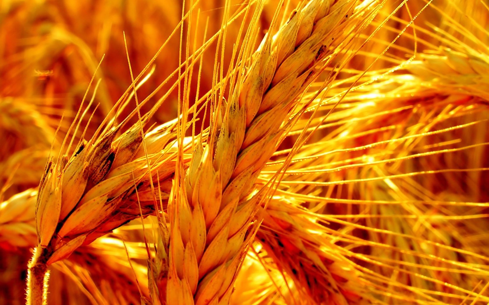 General 1680x1050 wheat crops spikelets closeup Agro (Plants) outdoors plants