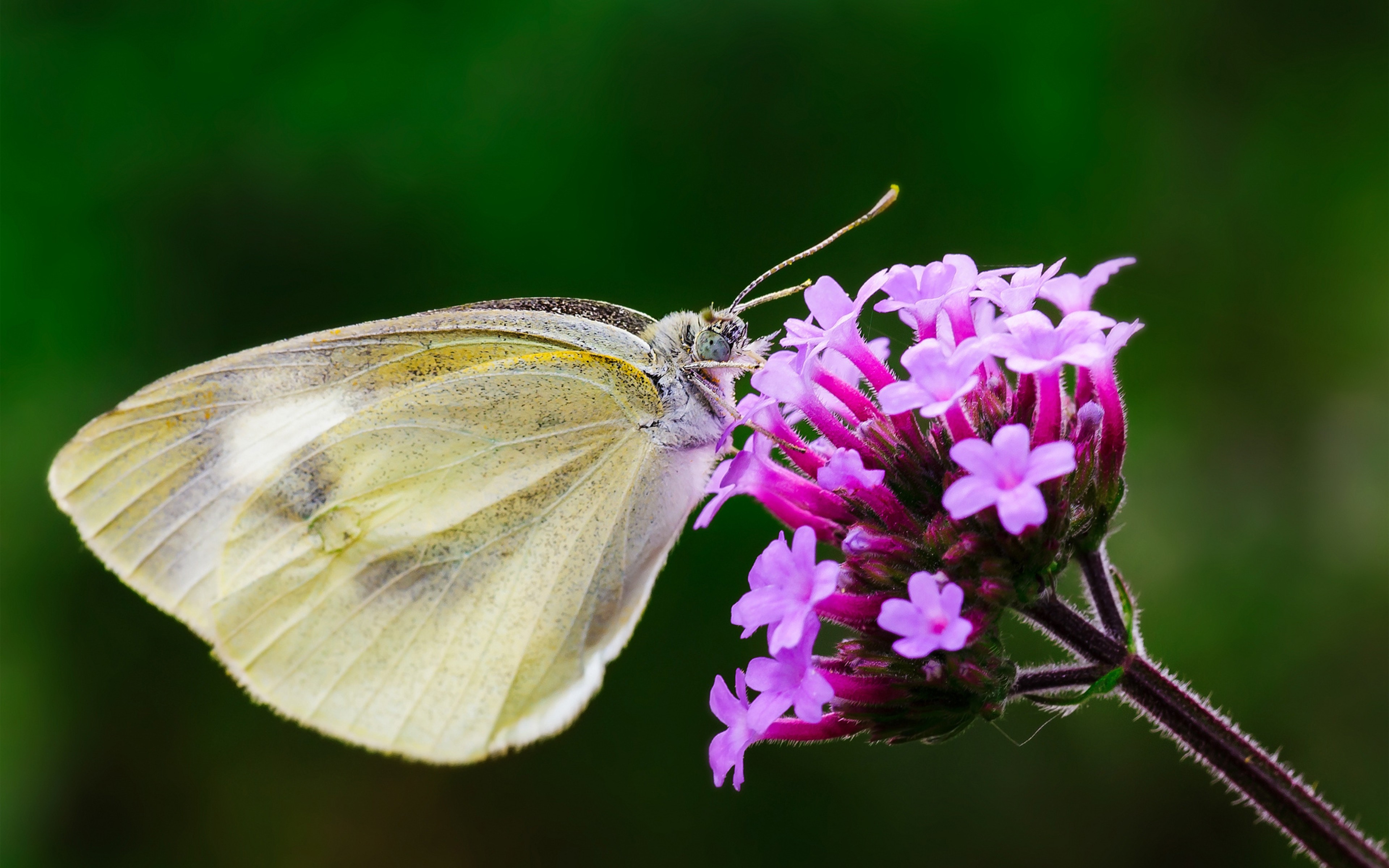 General 3840x2400 nature macro flowers butterfly animals insect closeup green background pink flowers