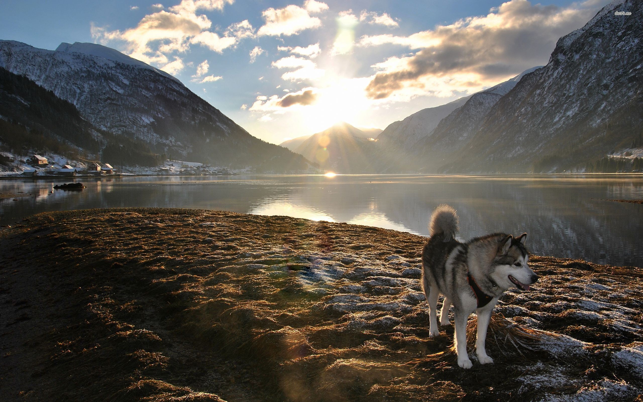 General 2560x1600 mountains dog landscape Alaskan Malamute nature lens flare lake sunlight animals mammals outdoors