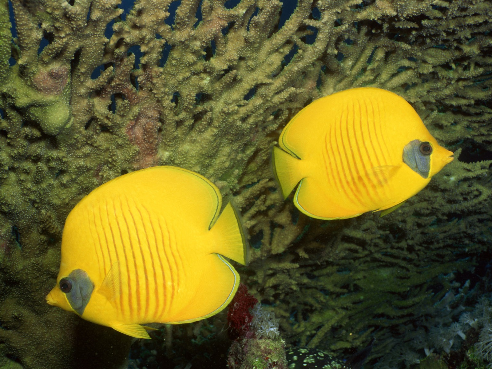 General 1600x1200 sea underwater coral fish animals