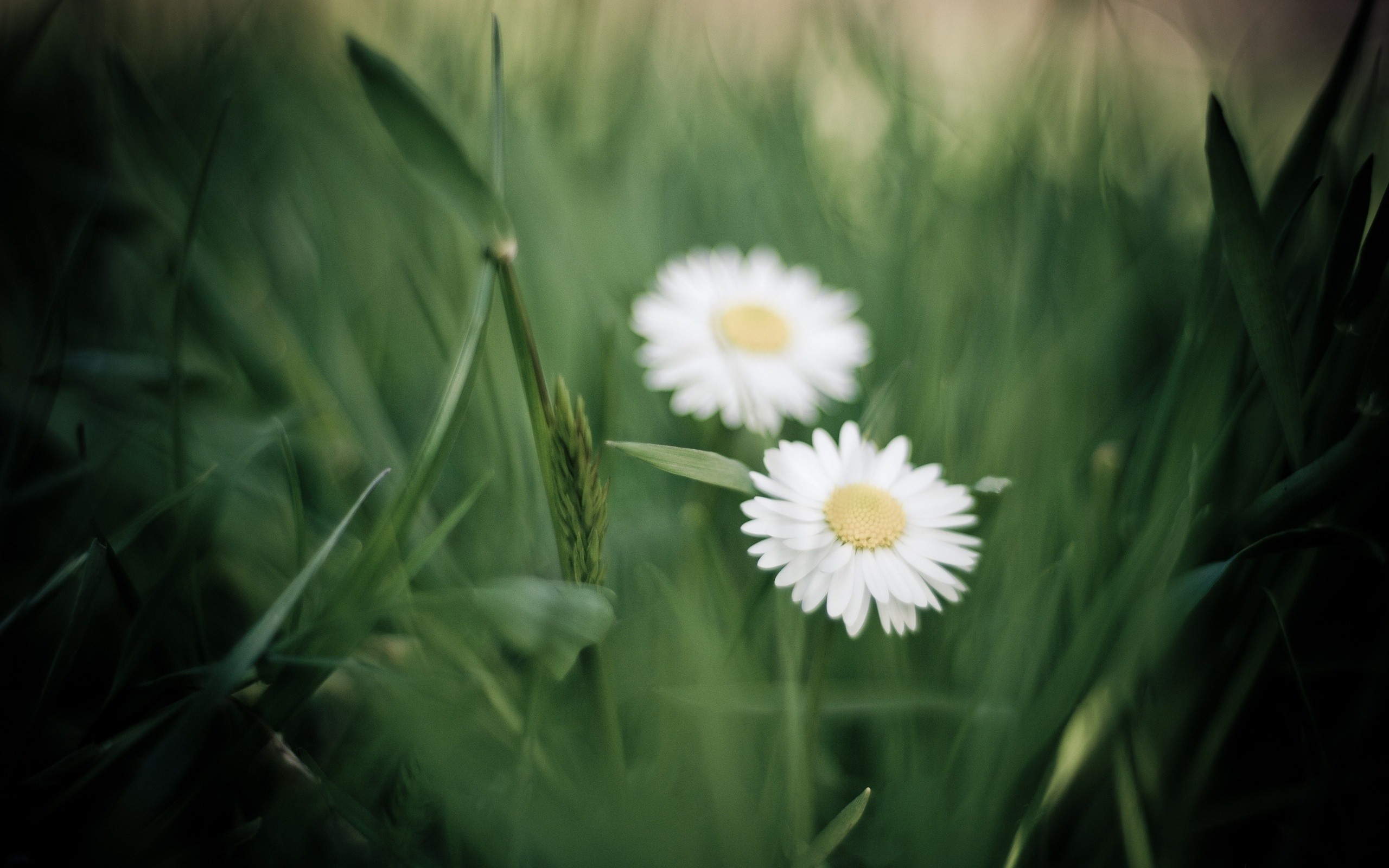 General 2560x1600 flowers daisies chamomile plants