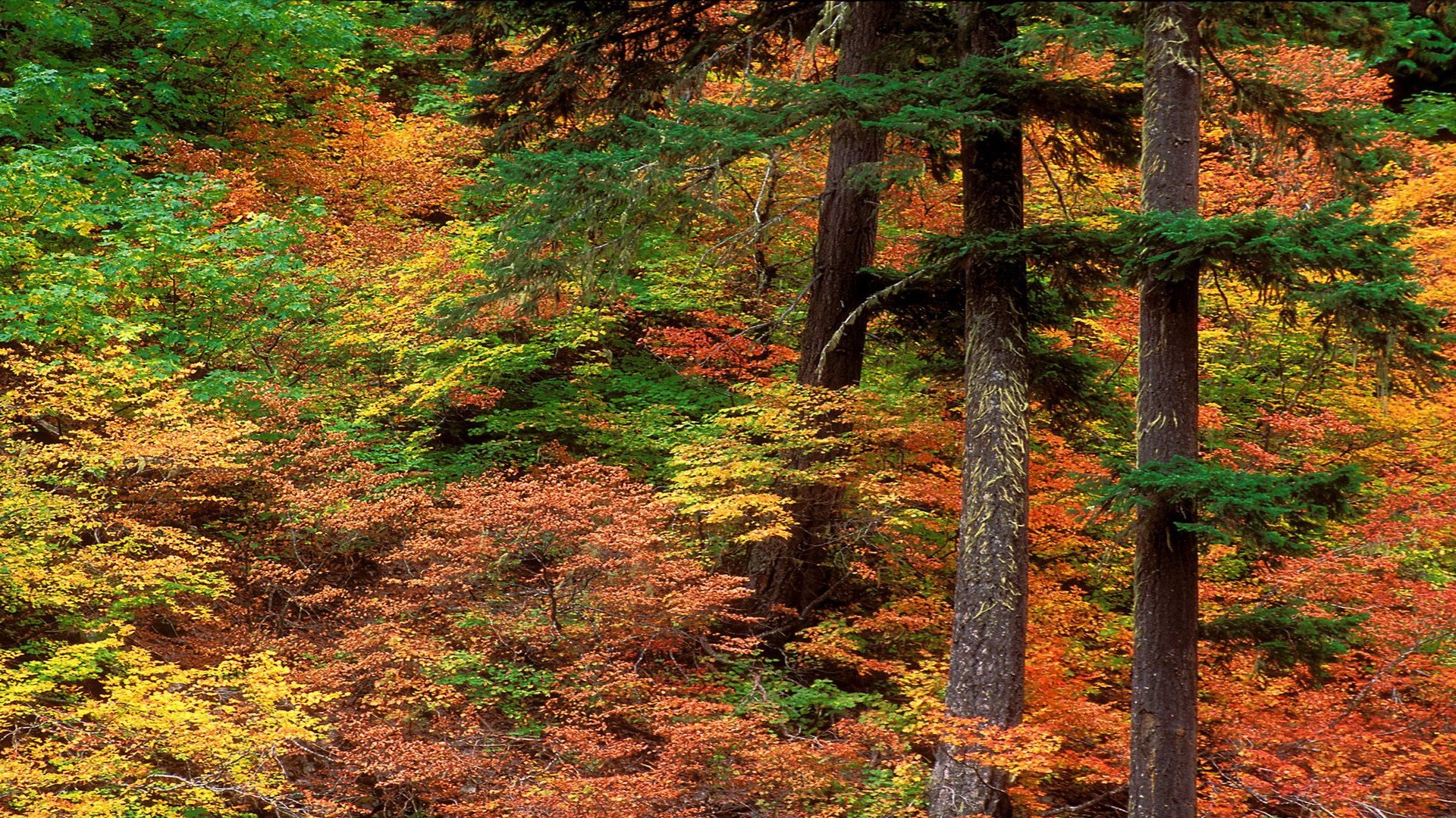 General 1920x1080 fall nature red leaves tree trunk