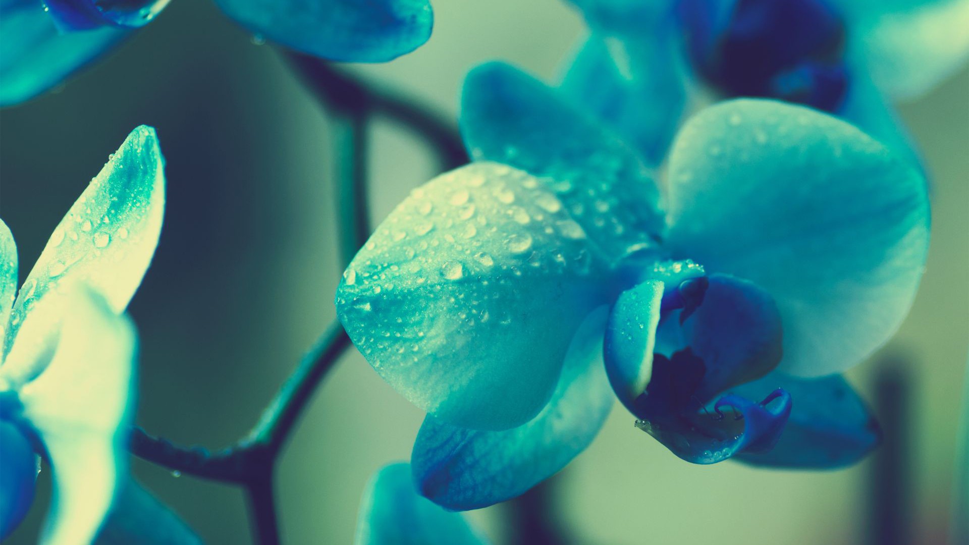General 1920x1080 flowers blue plants macro orchids blue flowers water drops turquoise filter