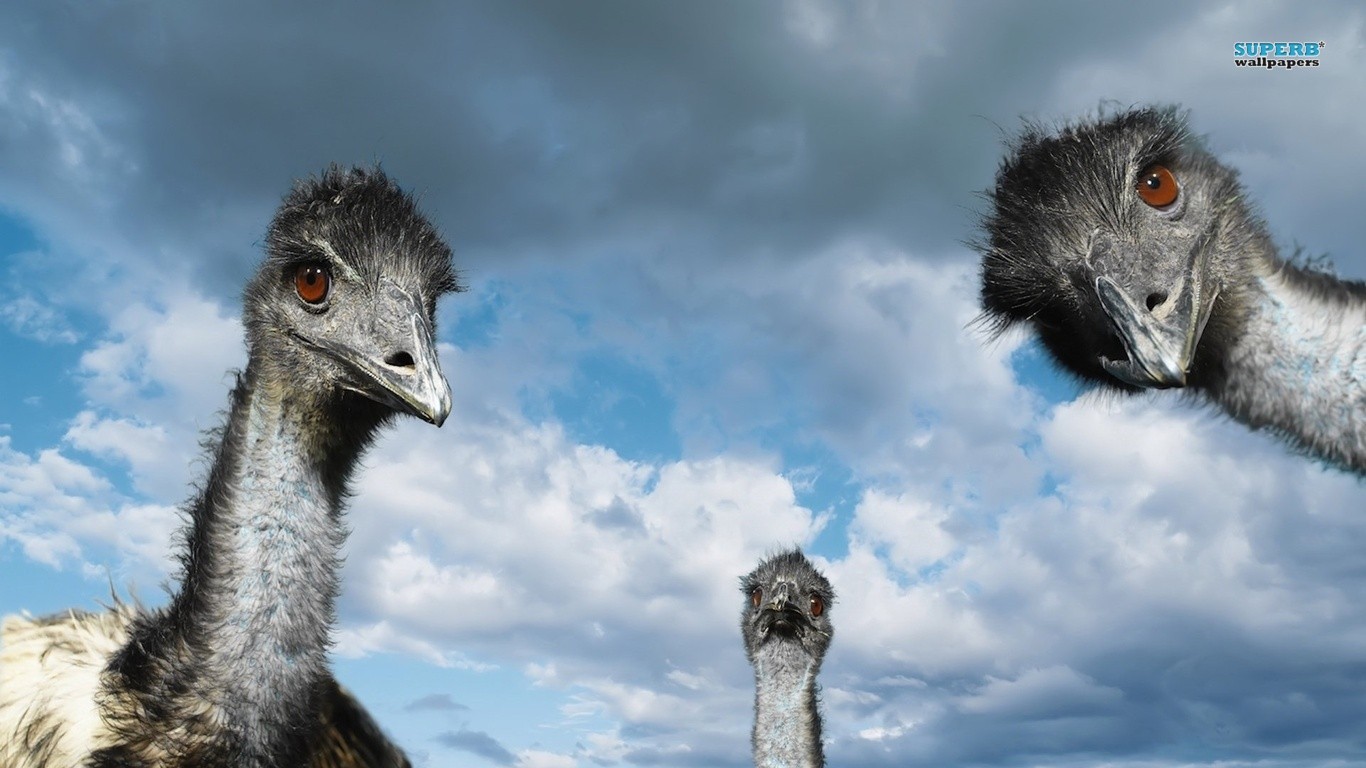 General 1366x768 animals birds ostrich