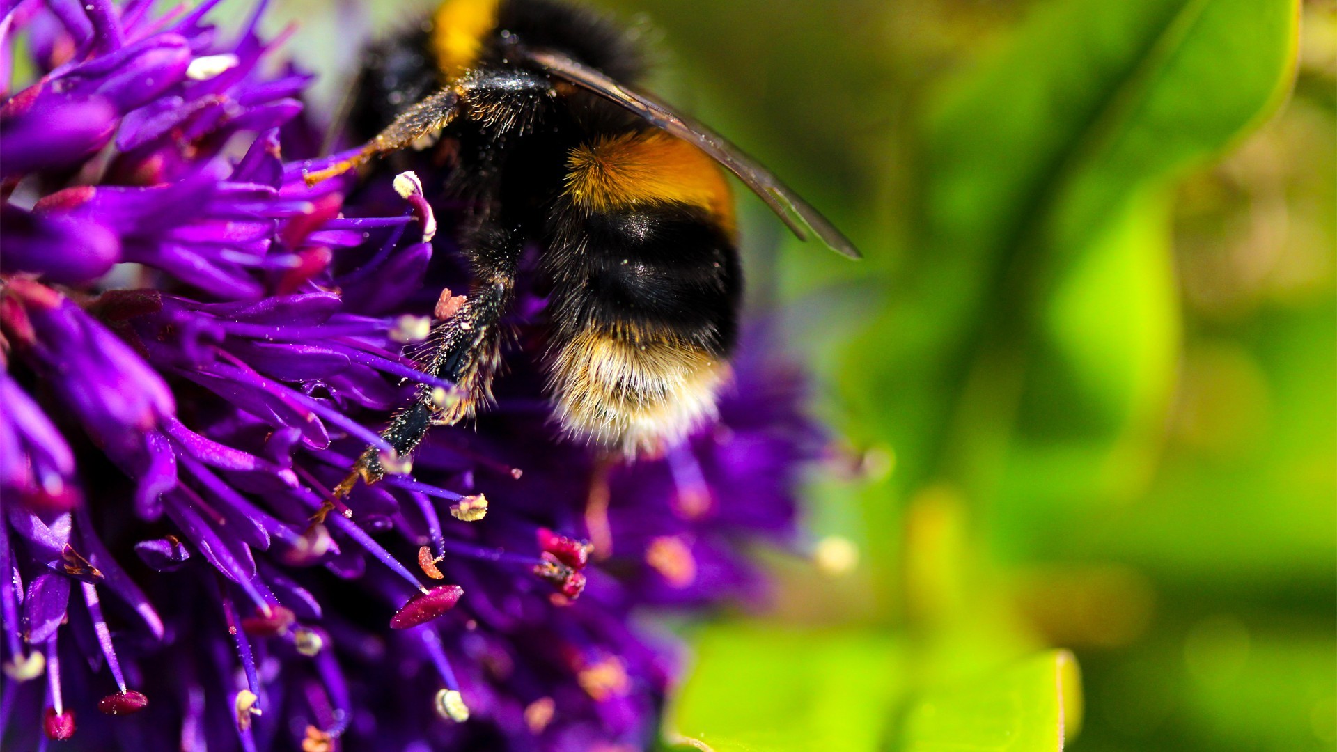 General 1920x1080 bees flowers purple flowers macro animals insect plants