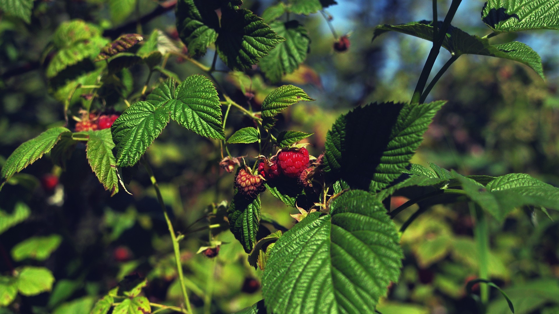 General 1920x1080 raspberries plants fruit leaves summer food berries outdoors