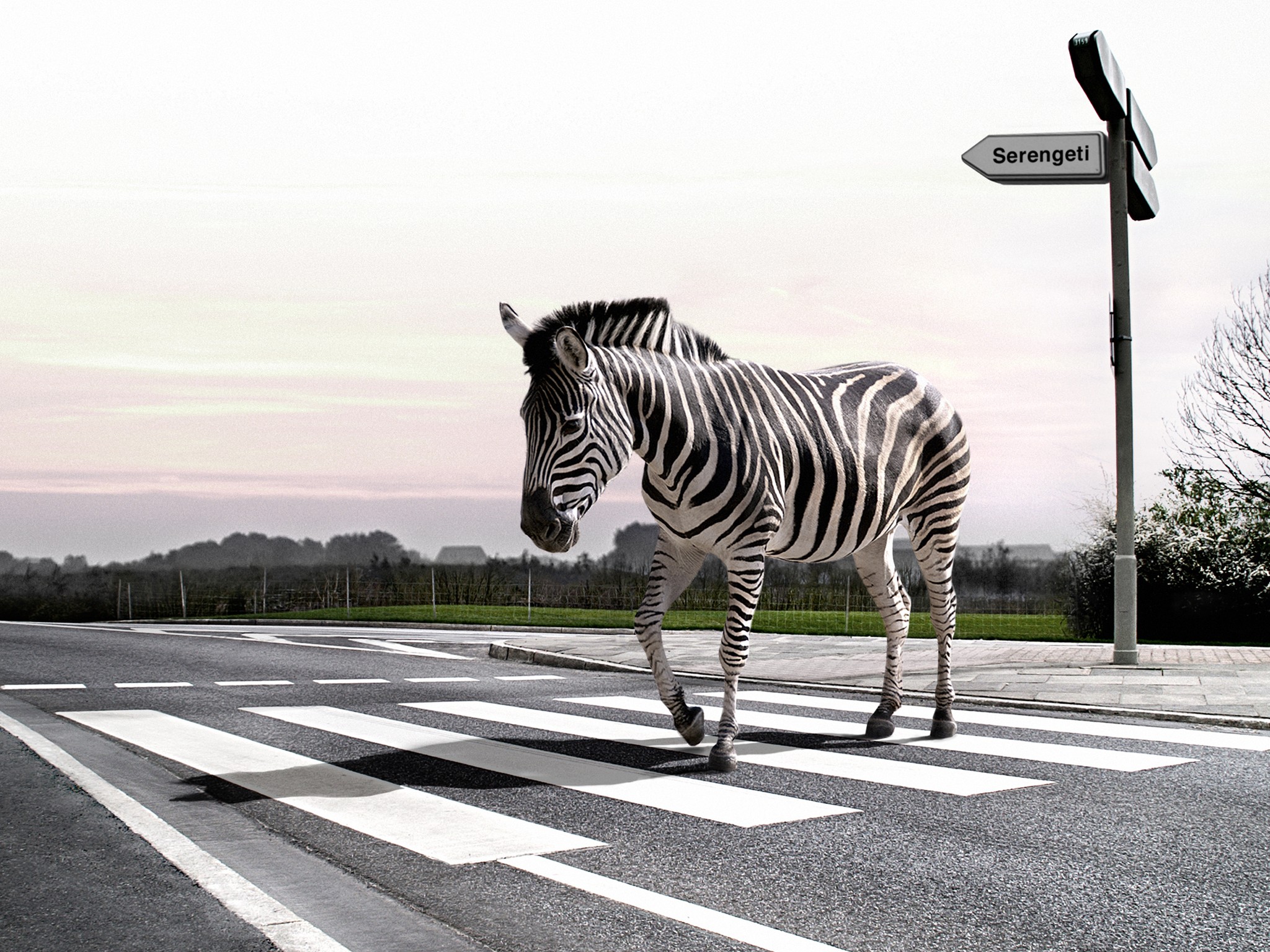 General 2048x1536 animals humor digital art zebras road path crosswalk mammals sign street