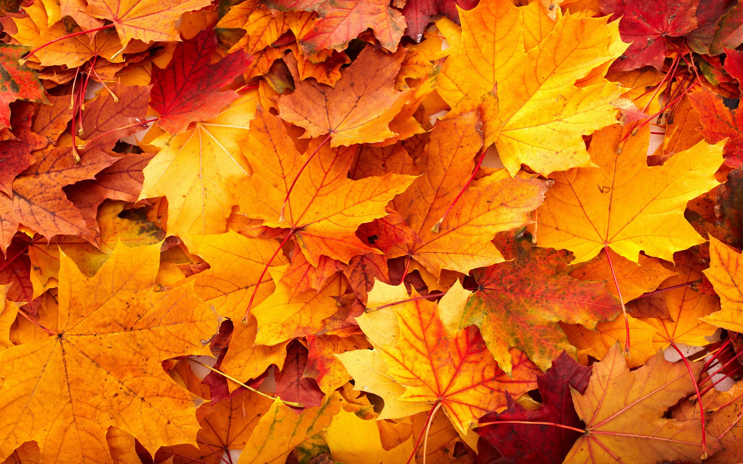 General 2560x1600 leaves fall fallen leaves red leaves plants closeup