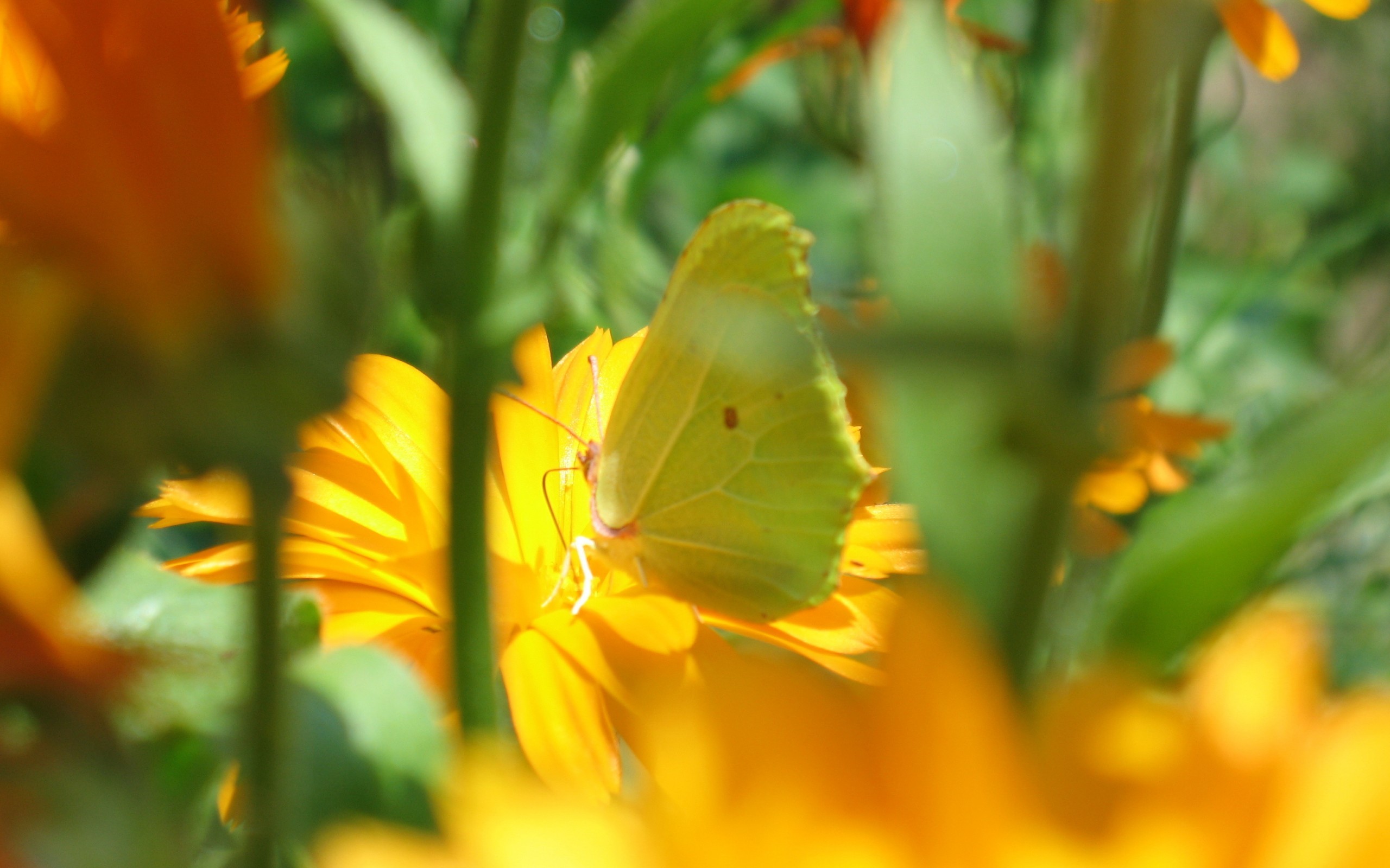 General 2560x1600 butterfly flowers yellow flowers photography animals insect plants closeup