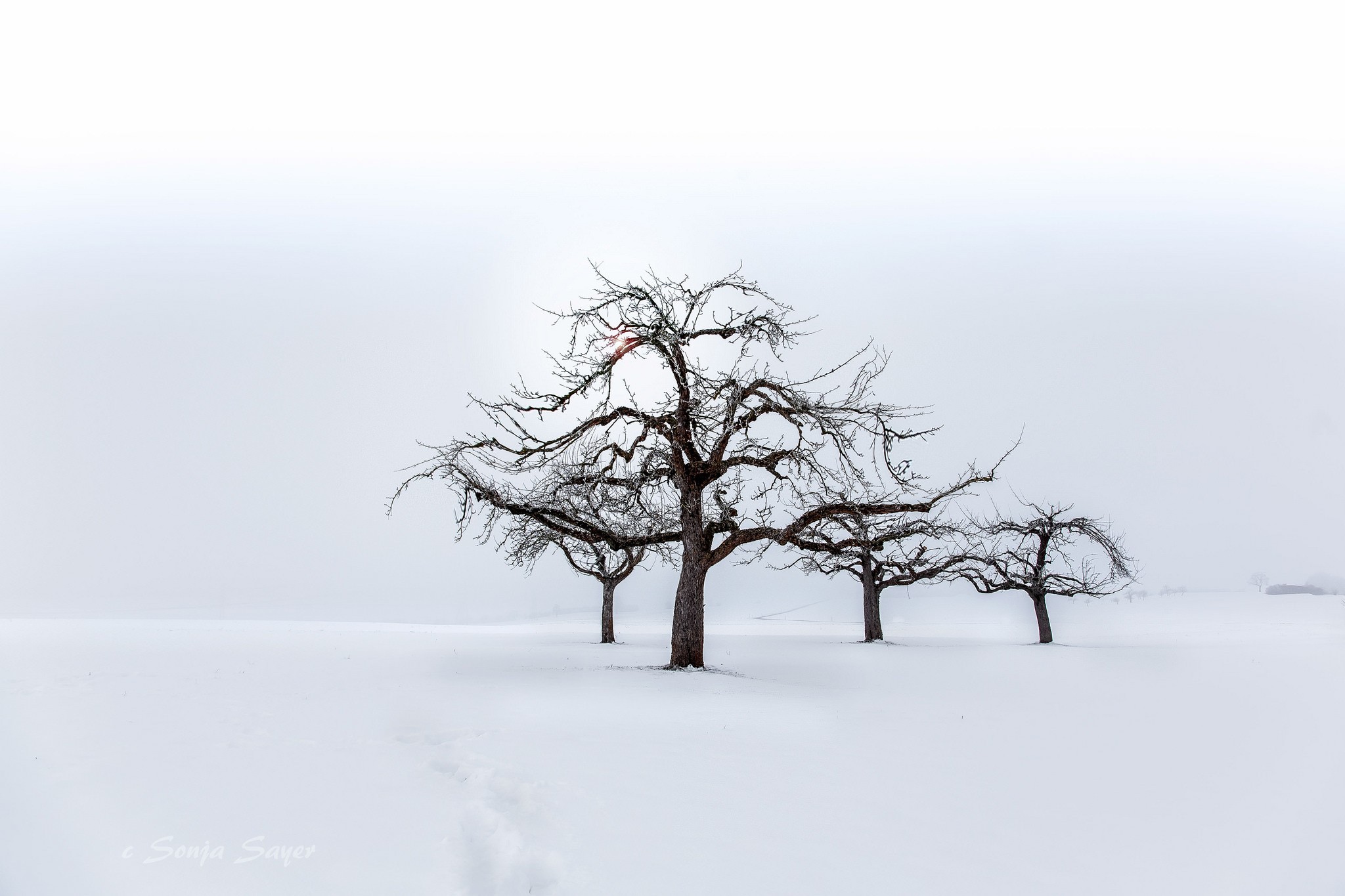 General 2048x1365 landscape trees seasons nature snow cold winter