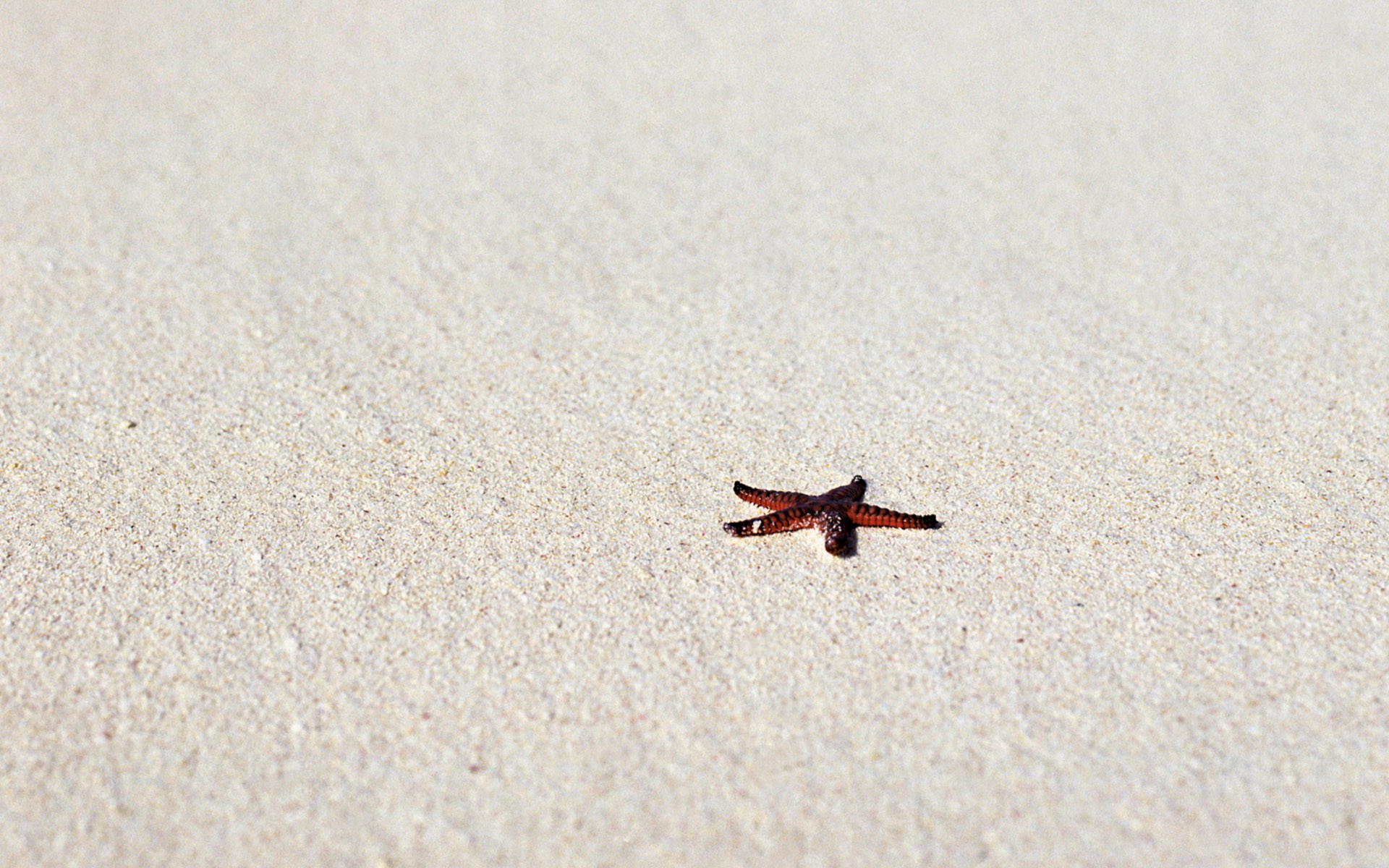 General 1920x1200 photography nature beach sand starfish