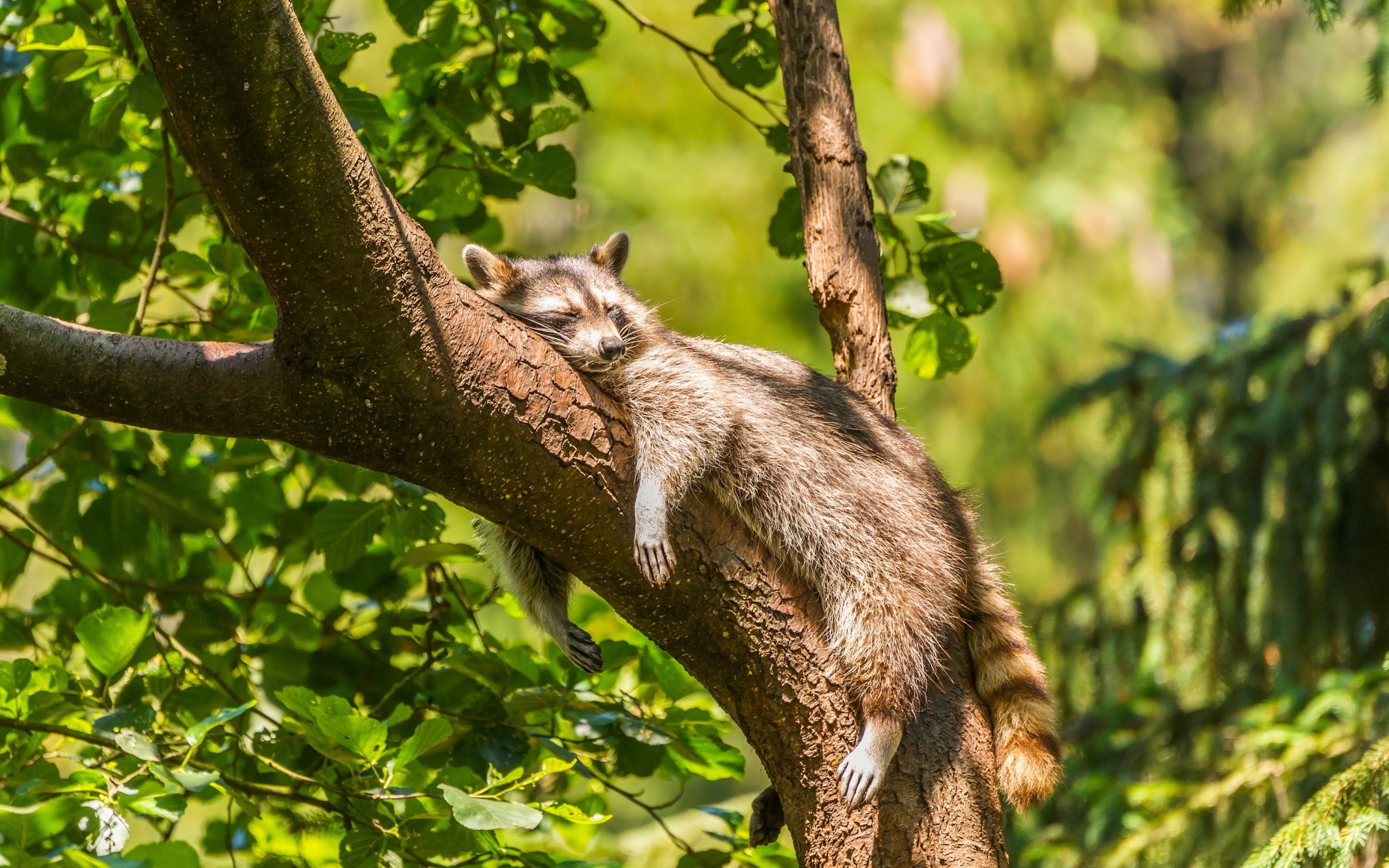 General 2880x1800 animals raccoons mammals sleeping trees forest closeup