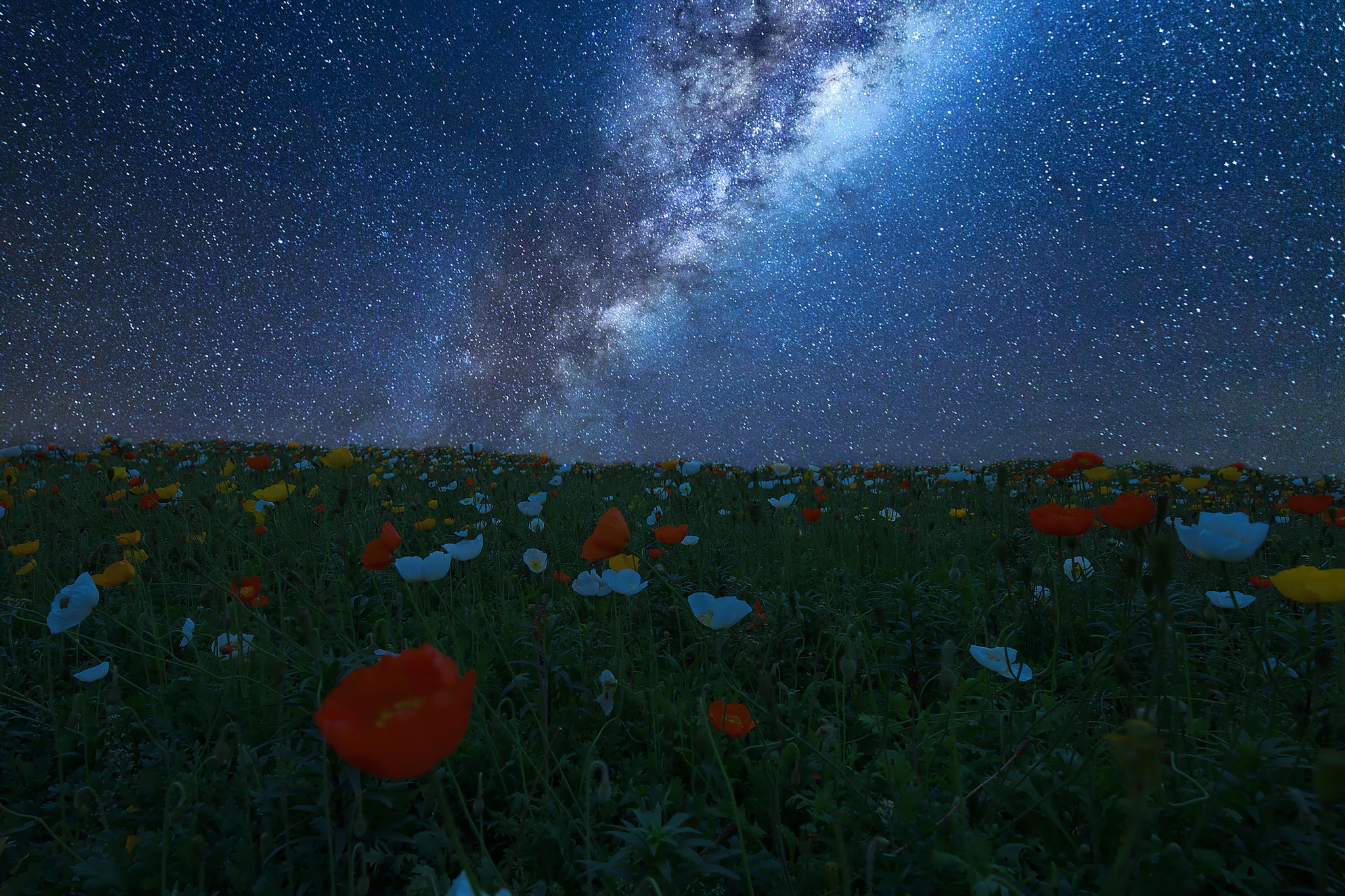 General 2048x1365 night flowers nature universe sky plants stars