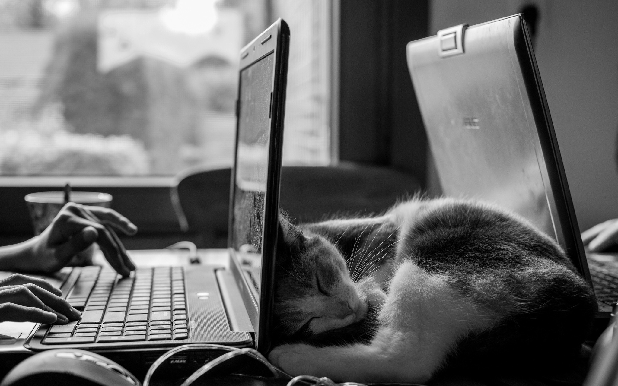 General 2048x1280 monochrome cats desk laptop sleeping ASUS work peace animals mammals indoors
