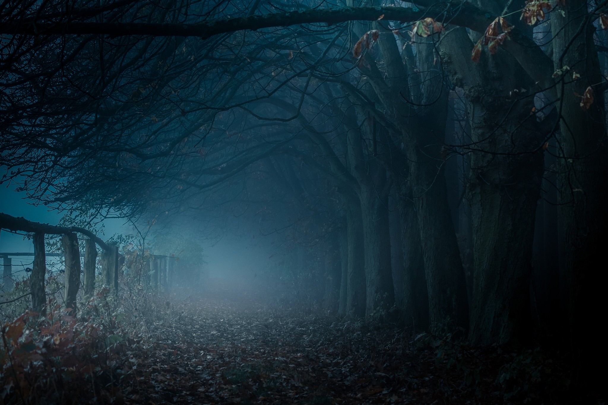 General 2048x1366 path mist trees fall fence blue nature leaves dark spooky