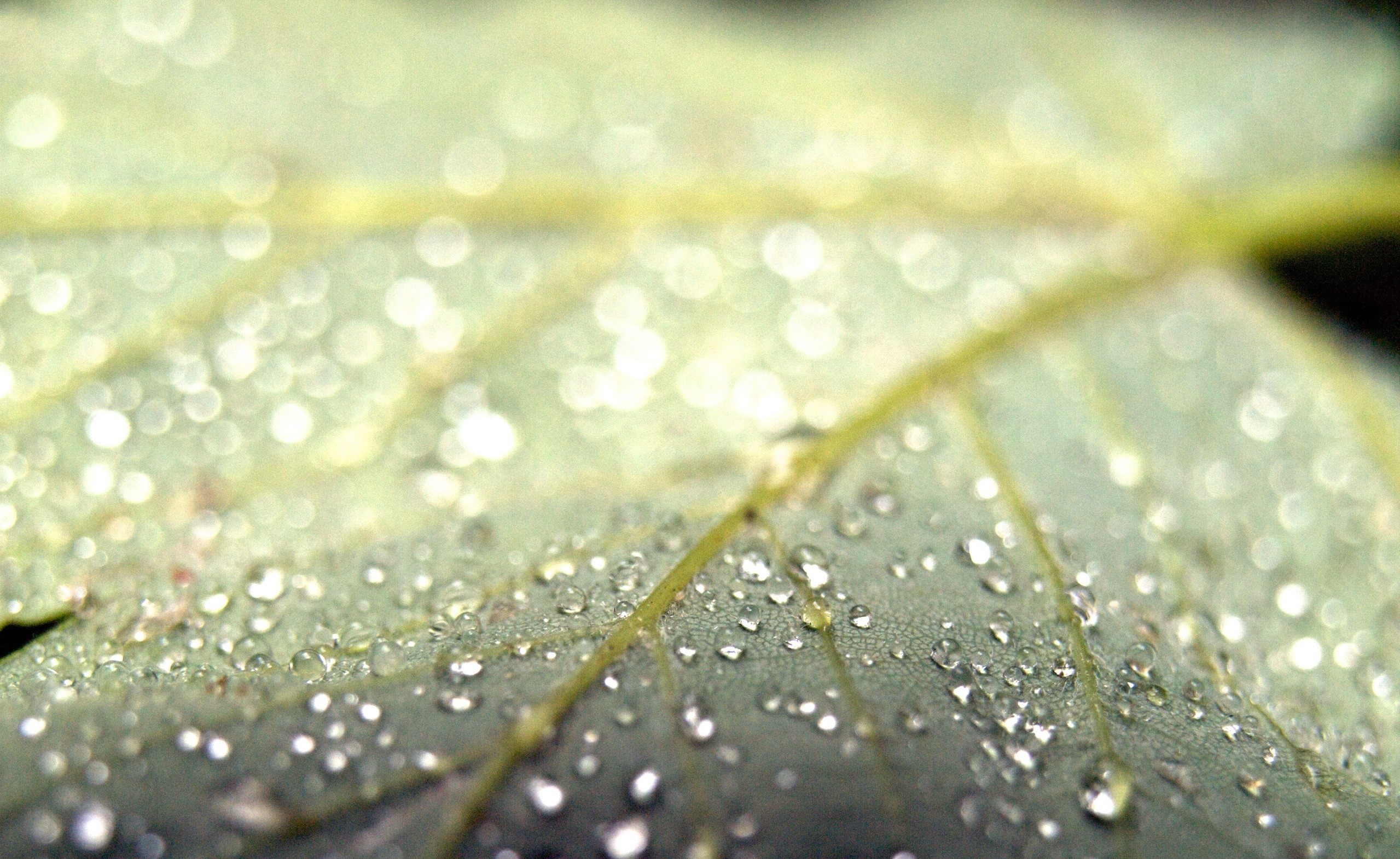 General 2559x1571 photography macro plants leaves water drops