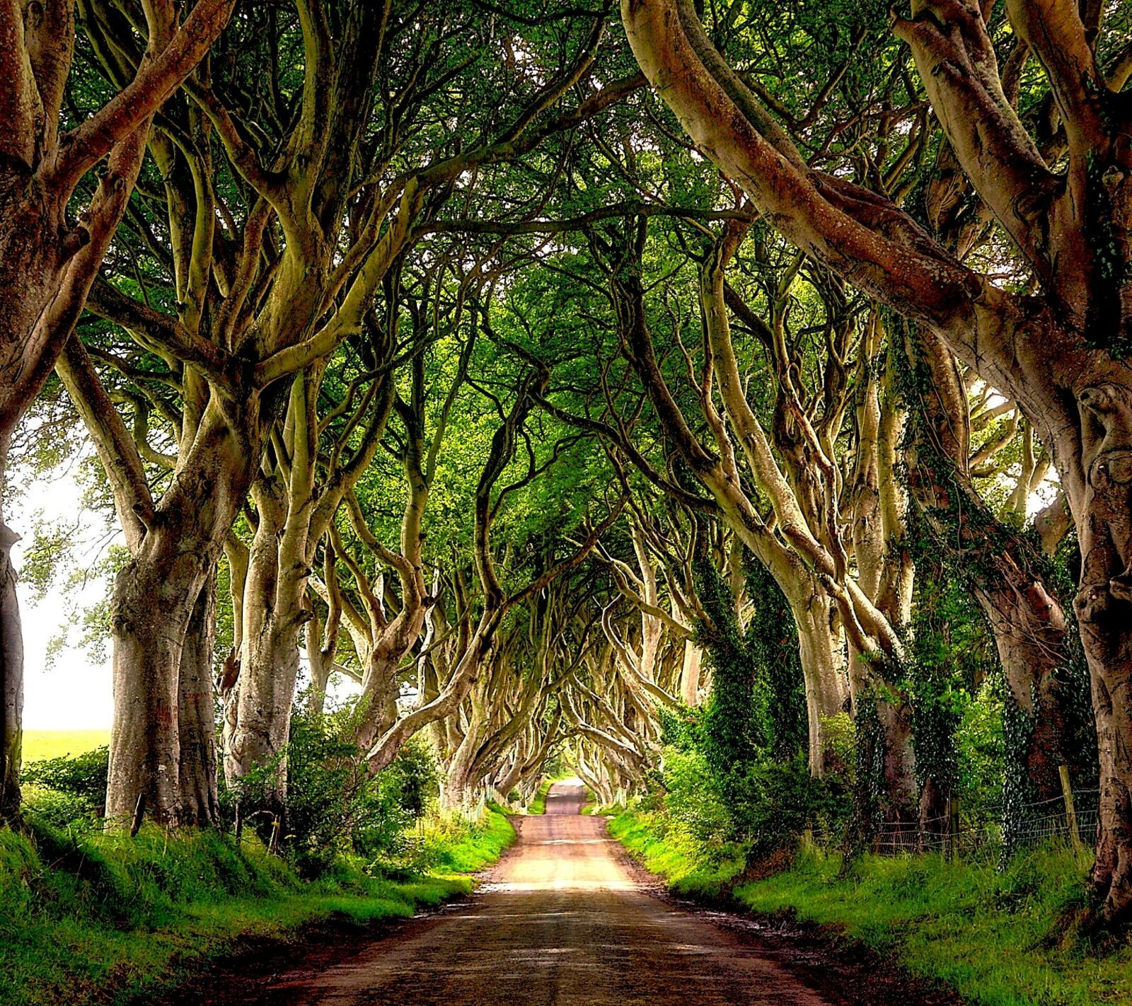 General 1600x1422 Ireland trees dirt road outdoors road Dark Hedges