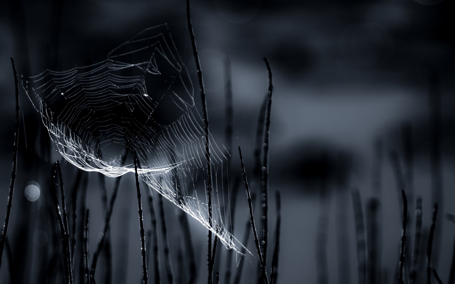 General 1920x1200 closeup spiderwebs nature dark black spooky