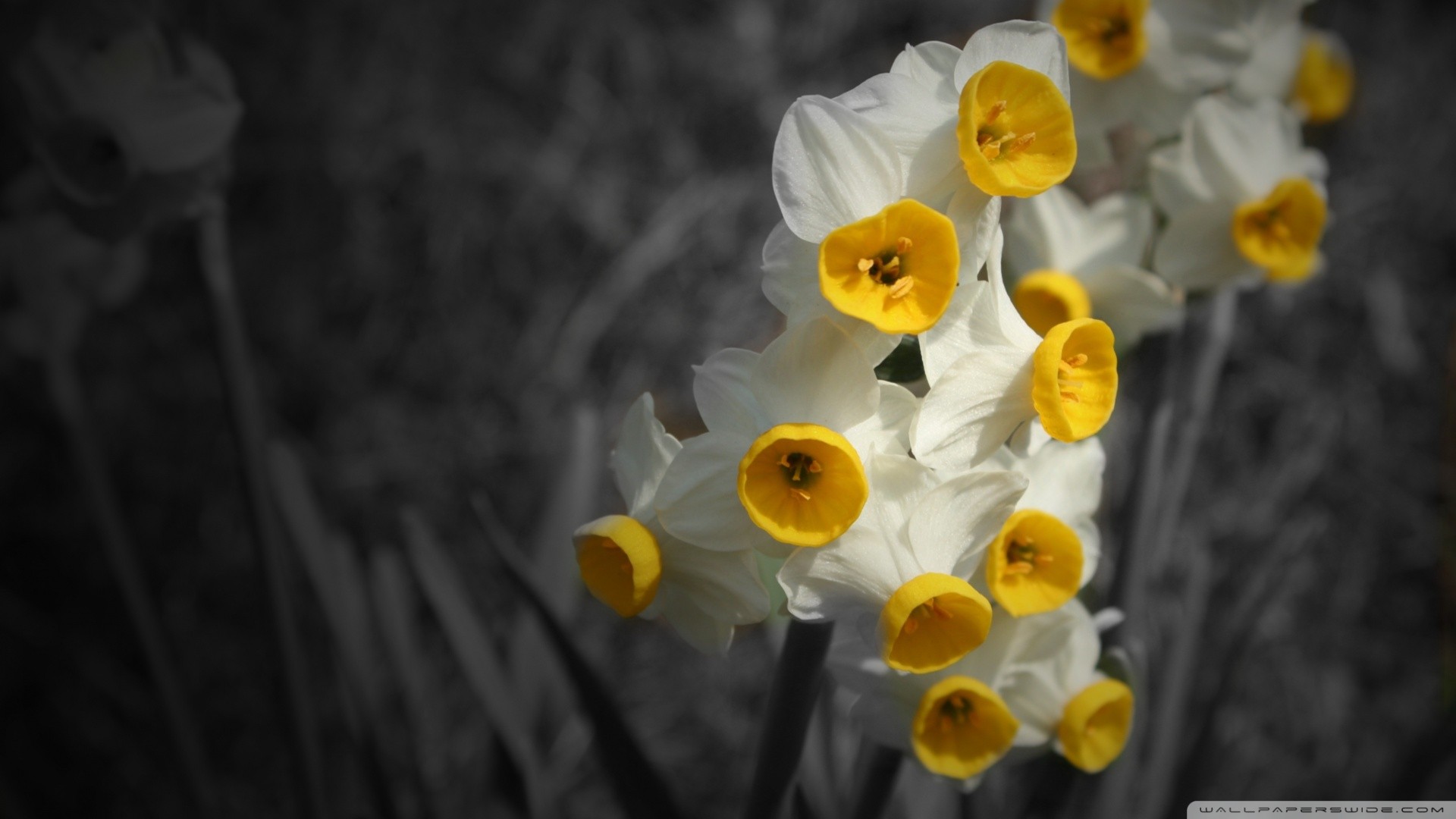 General 1920x1080 daffodils flowers selective coloring plants white flowers yellow flowers
