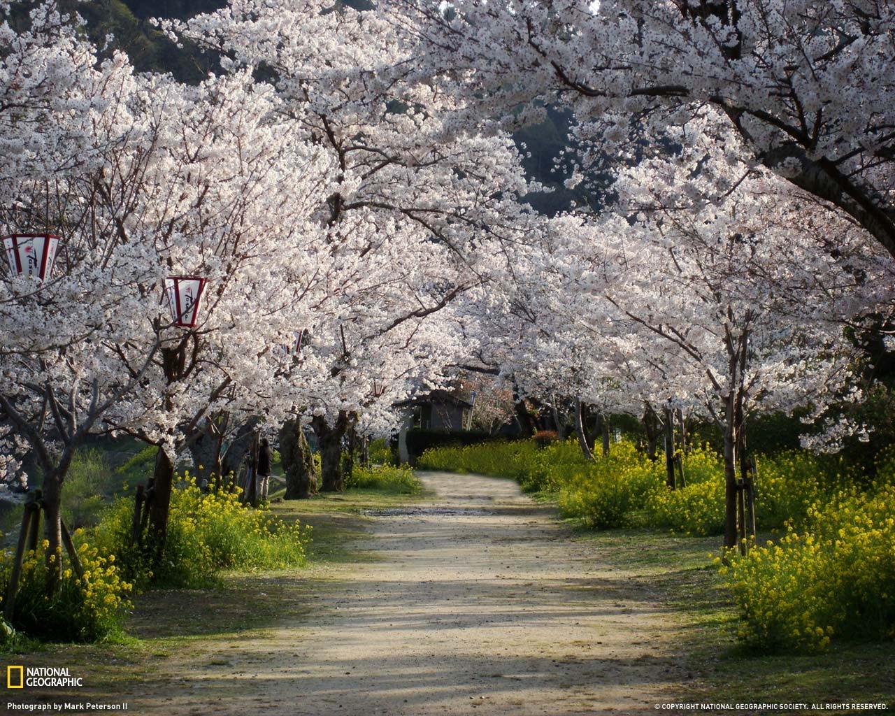 General 1280x1024 National Geographic trees nature cherry blossom Japan path dirt road