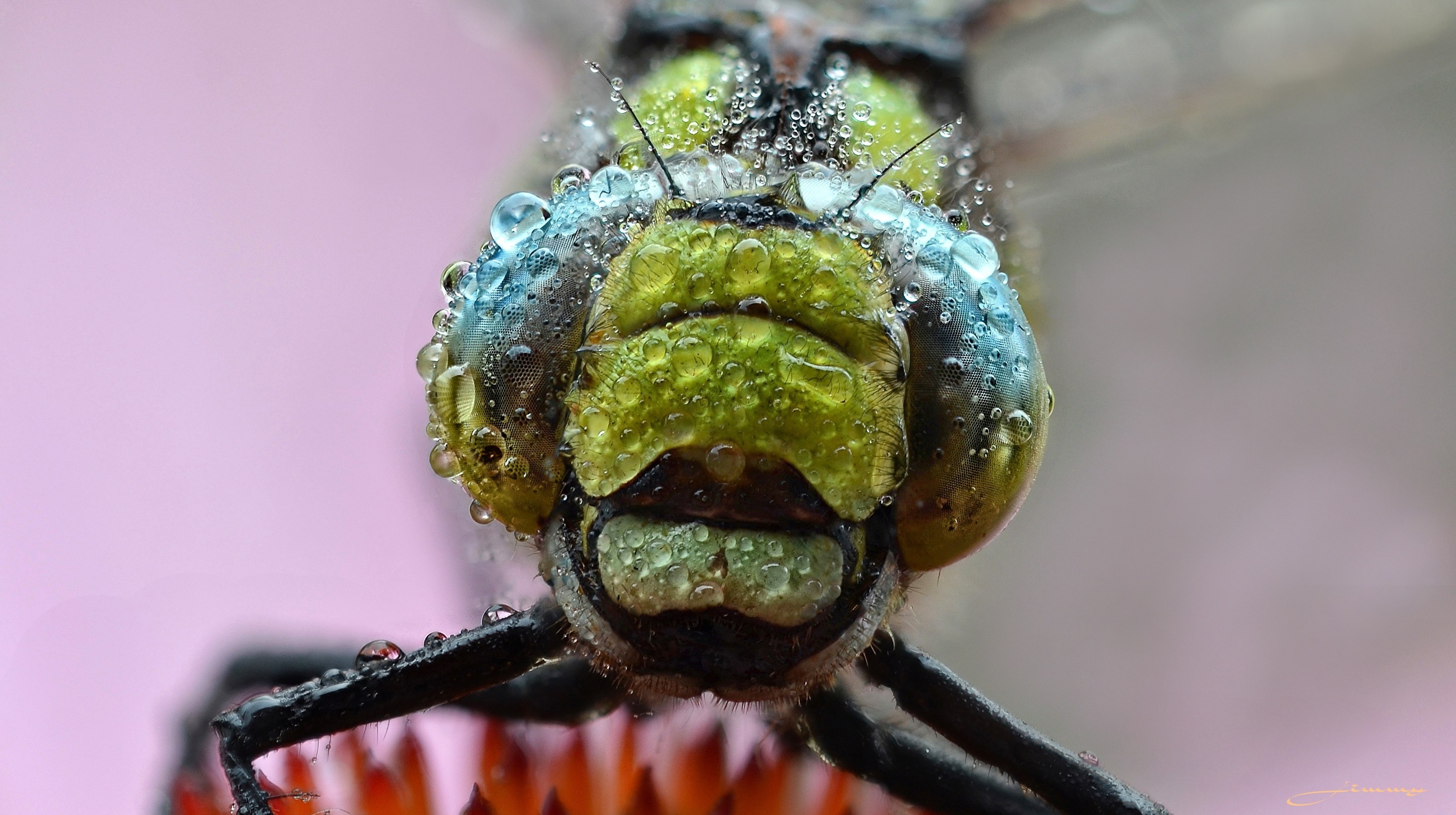 General 3350x1875 dragonflies animals insect macro nature