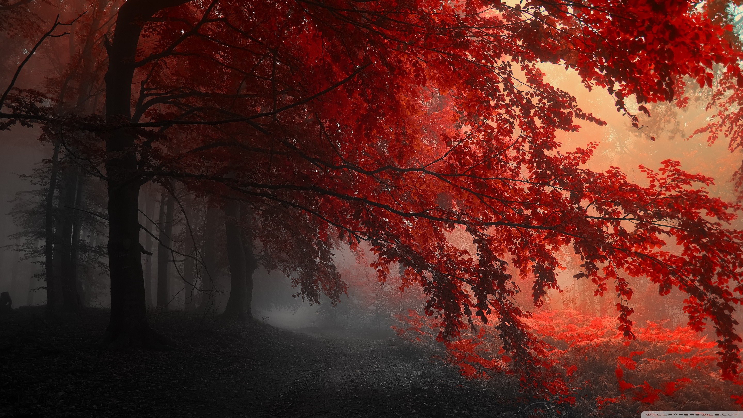 General 2880x1620 trees plants nature outdoors fall