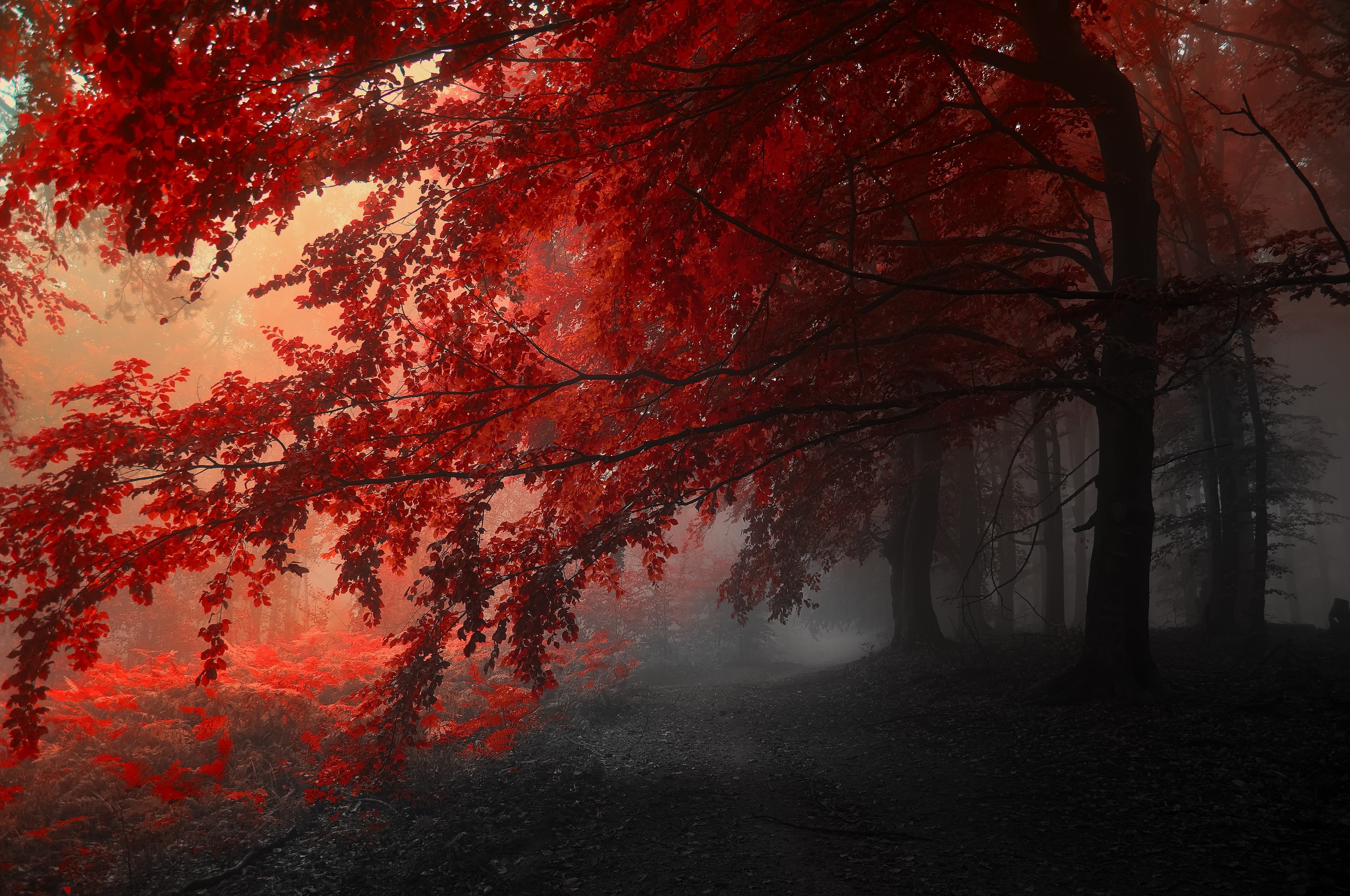 General 4288x2848 forest red leaves mist selective coloring nature