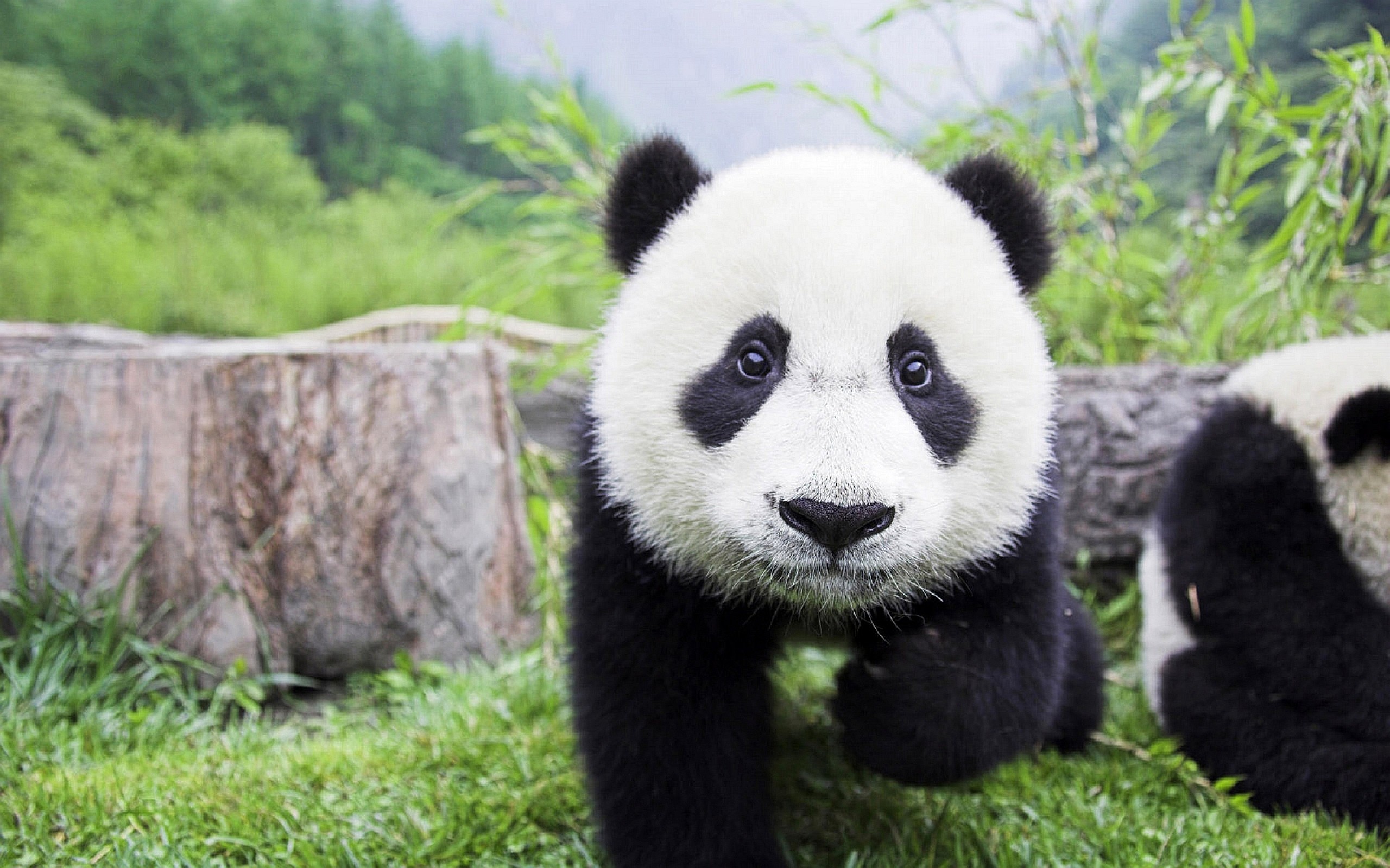 General 2560x1600 panda animals bears mammals closeup
