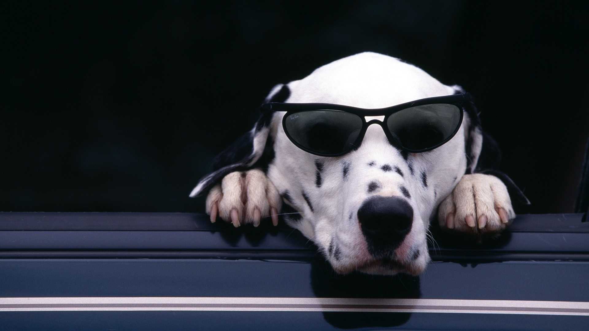 General 1920x1080 animals dog sunglasses mammals