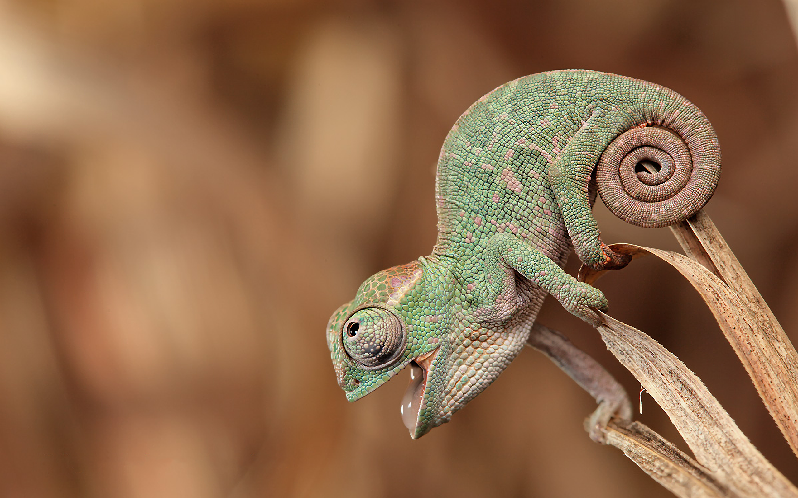 General 2560x1600 animals chameleons nature happy skin open mouth depth of field plants green tail closeup reptiles