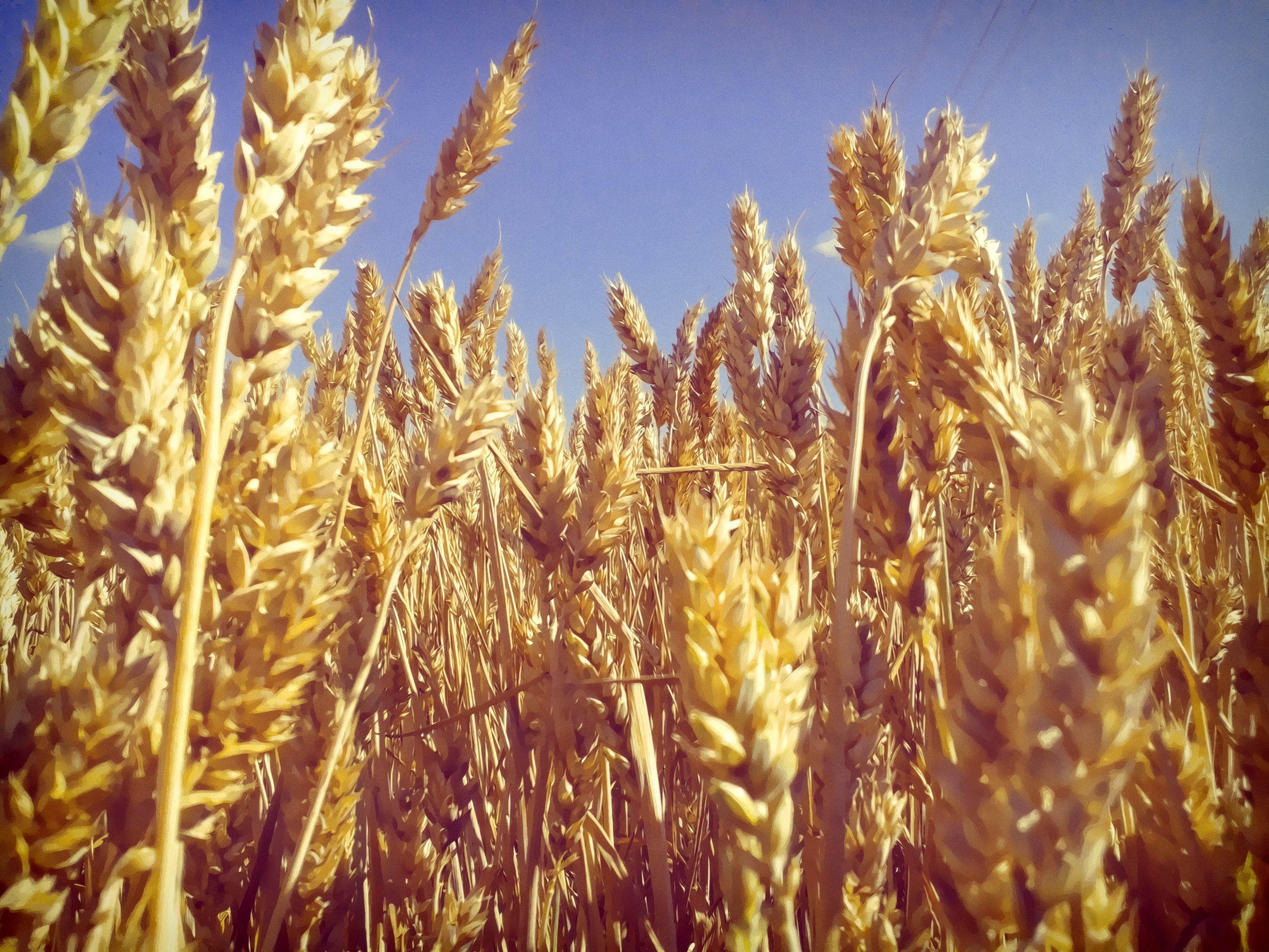 General 2560x1920 wheat plants outdoors Agro (Plants)