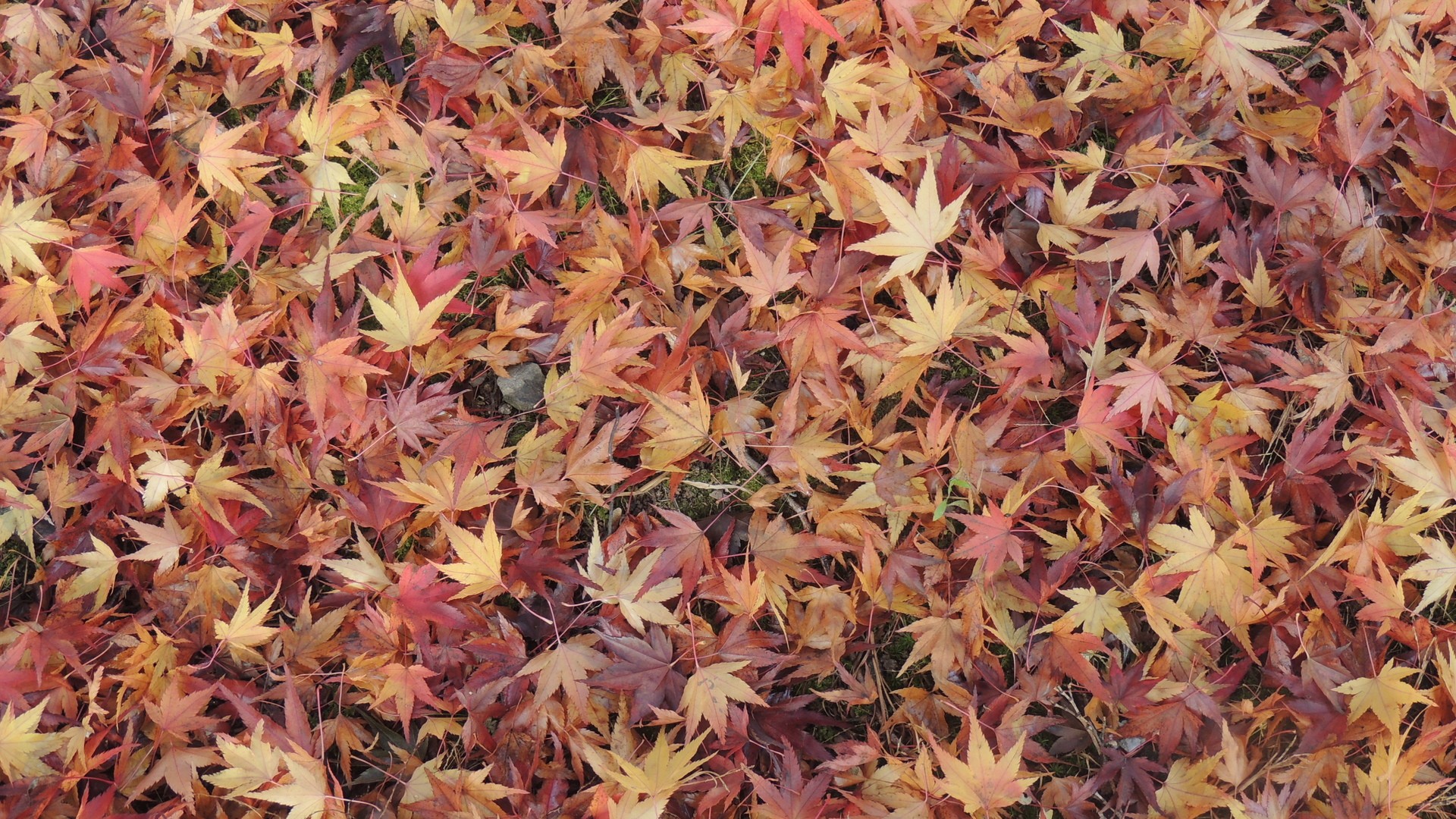 General 1920x1080 leaves fall maple leaves ground fallen leaves outdoors plants