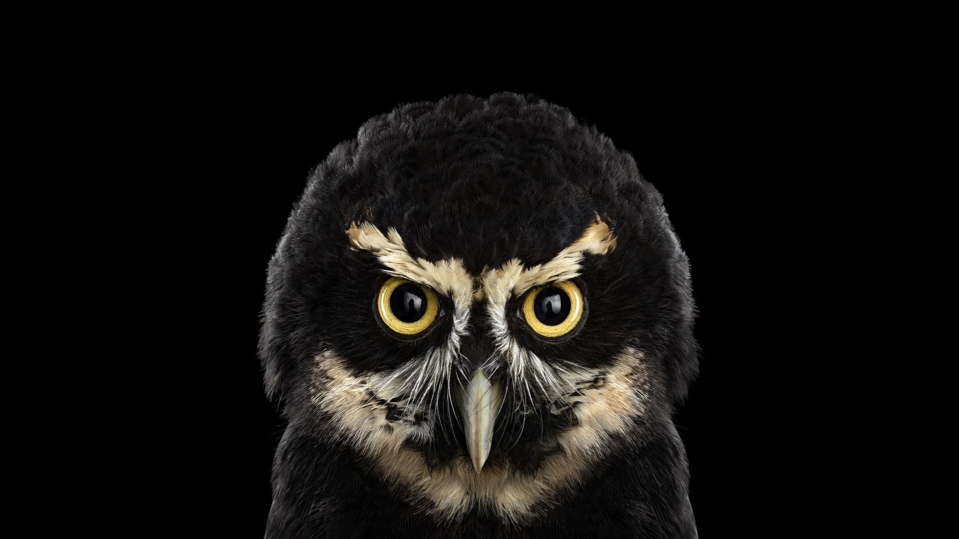 General 1920x1080 photography animals birds owl simple background black black background
