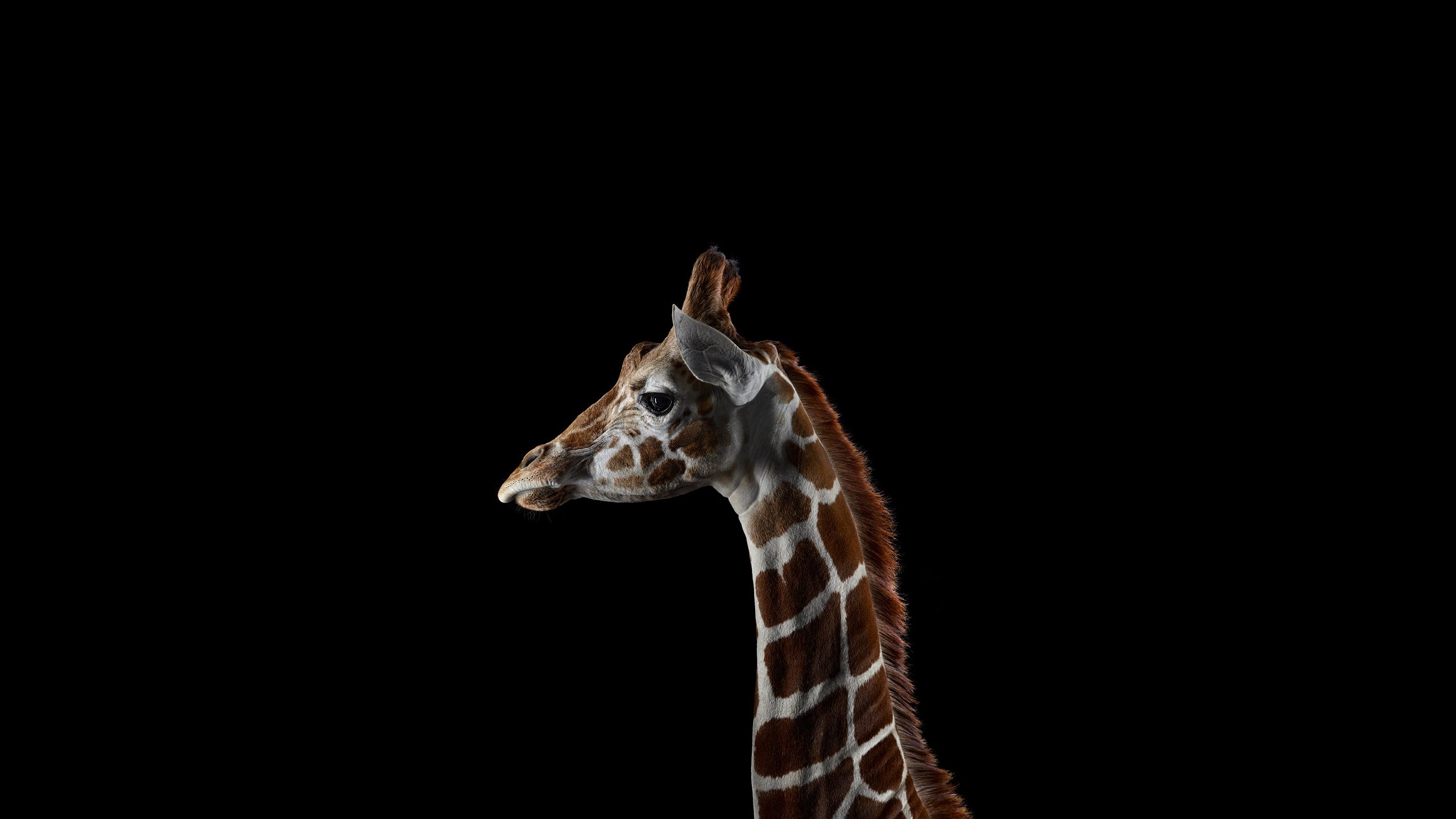 General 2560x1440 giraffes animals mammals simple background black background